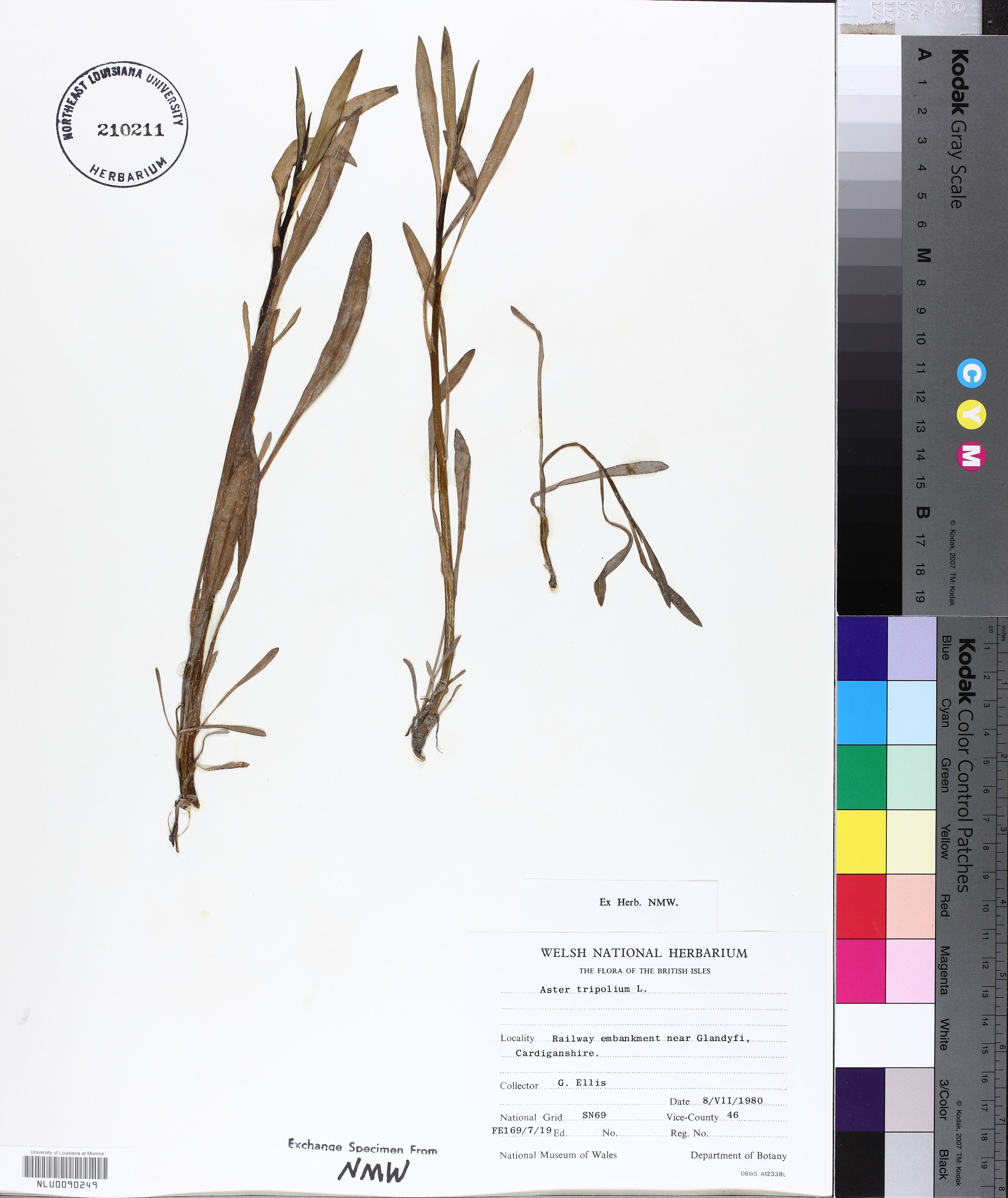 Aster tripolium - 7
