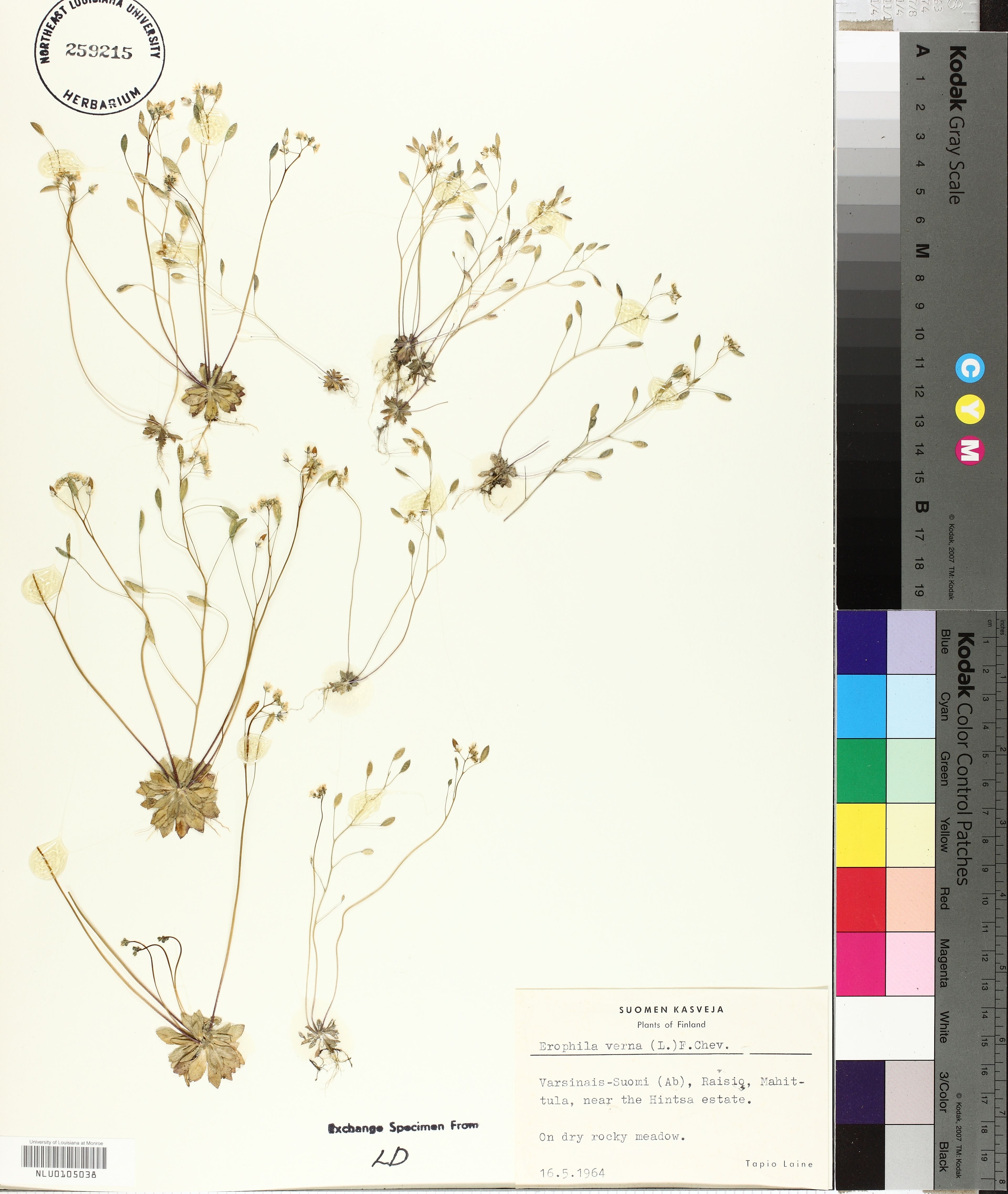 Erophila verna - 98