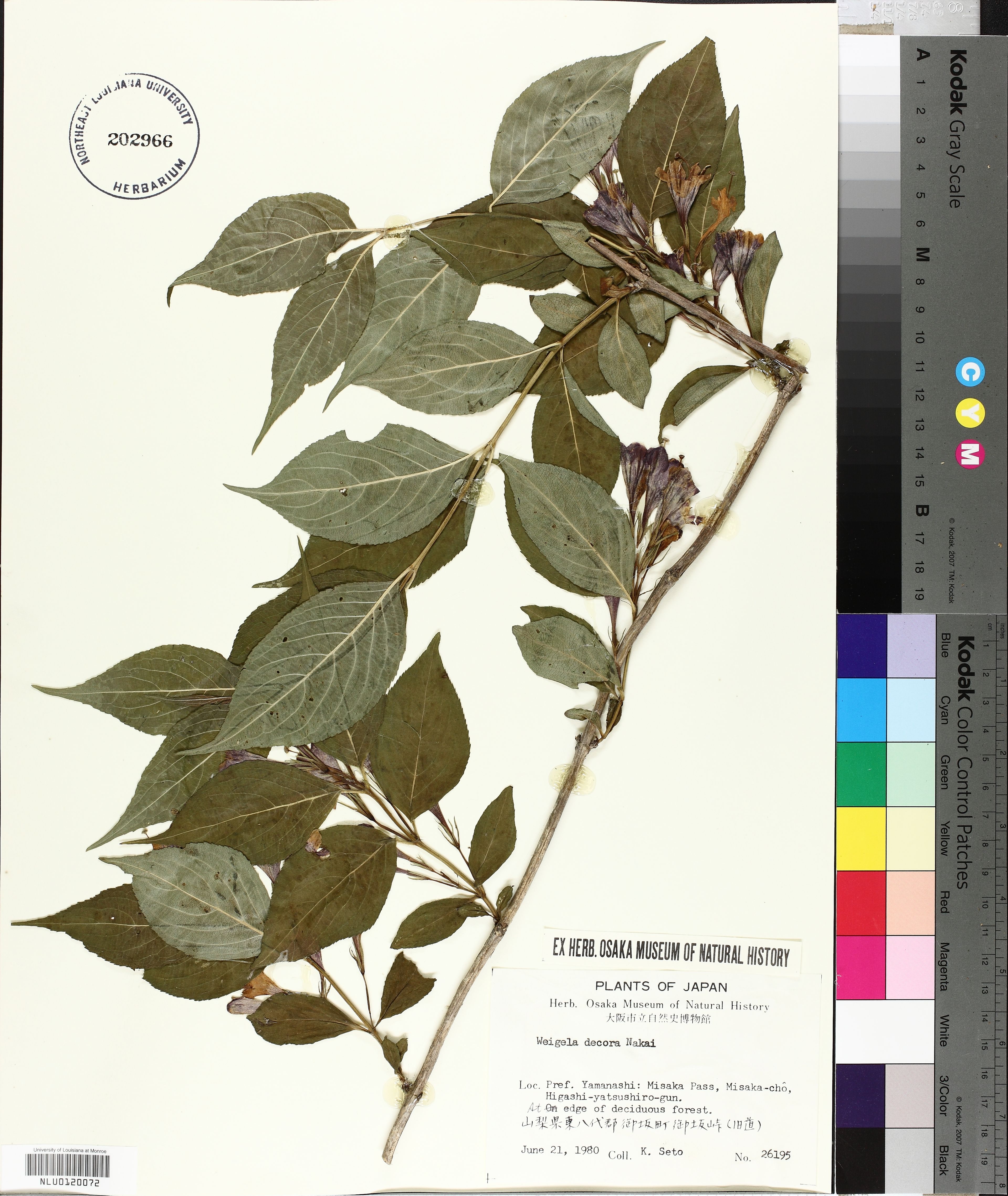 Weigela decora - 86