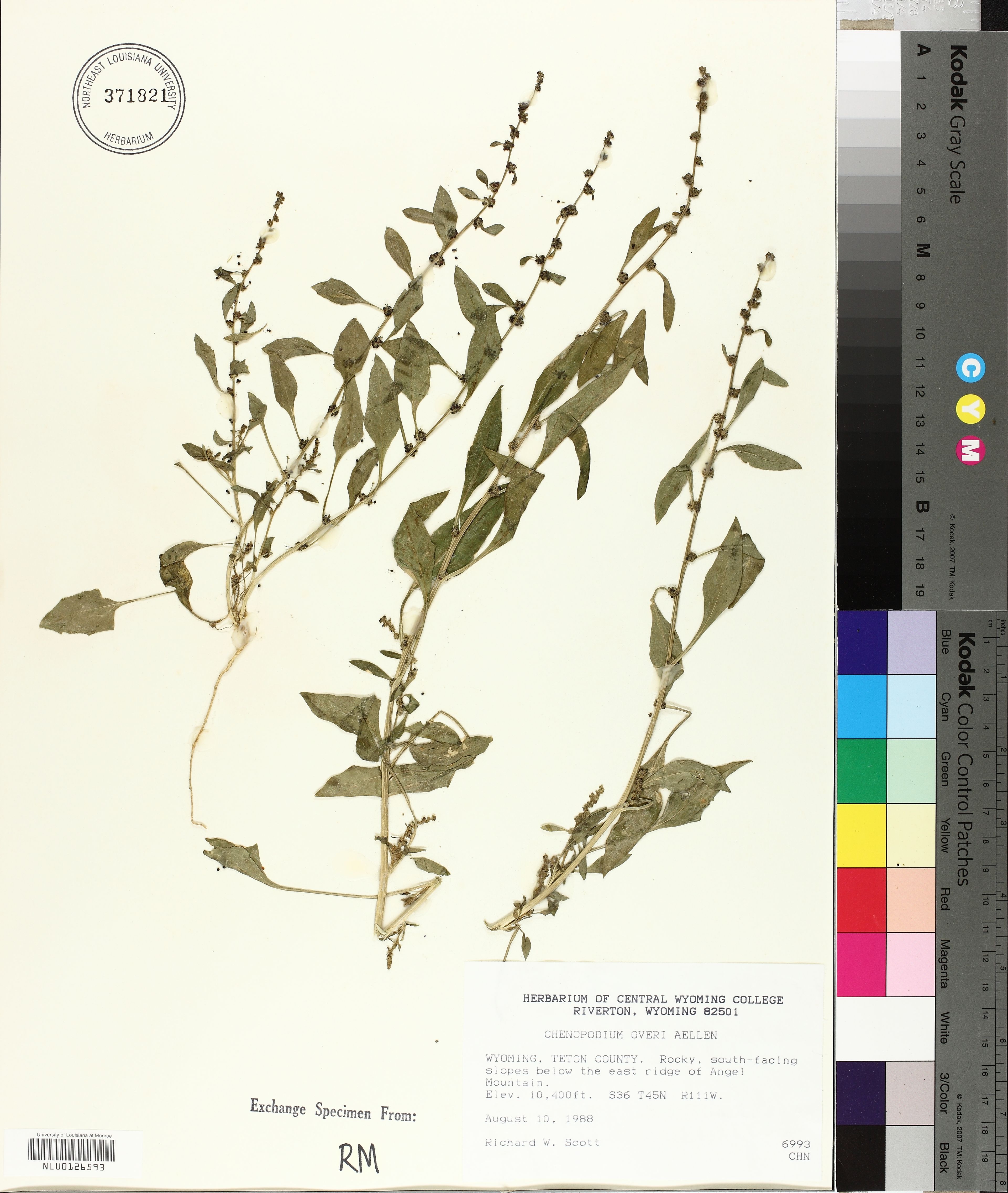 Chenopodium overi - 14