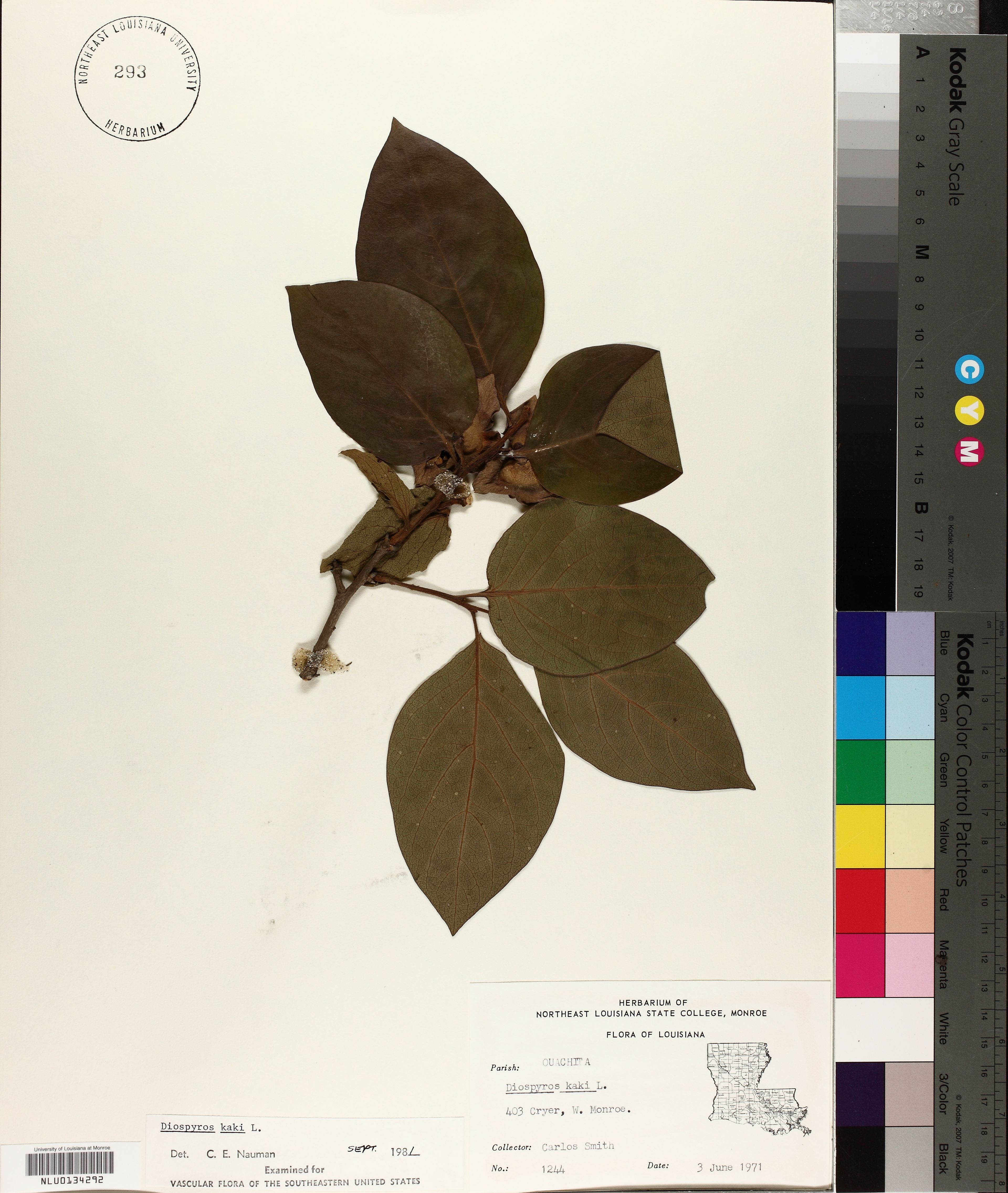 Diospyros kaki - 12