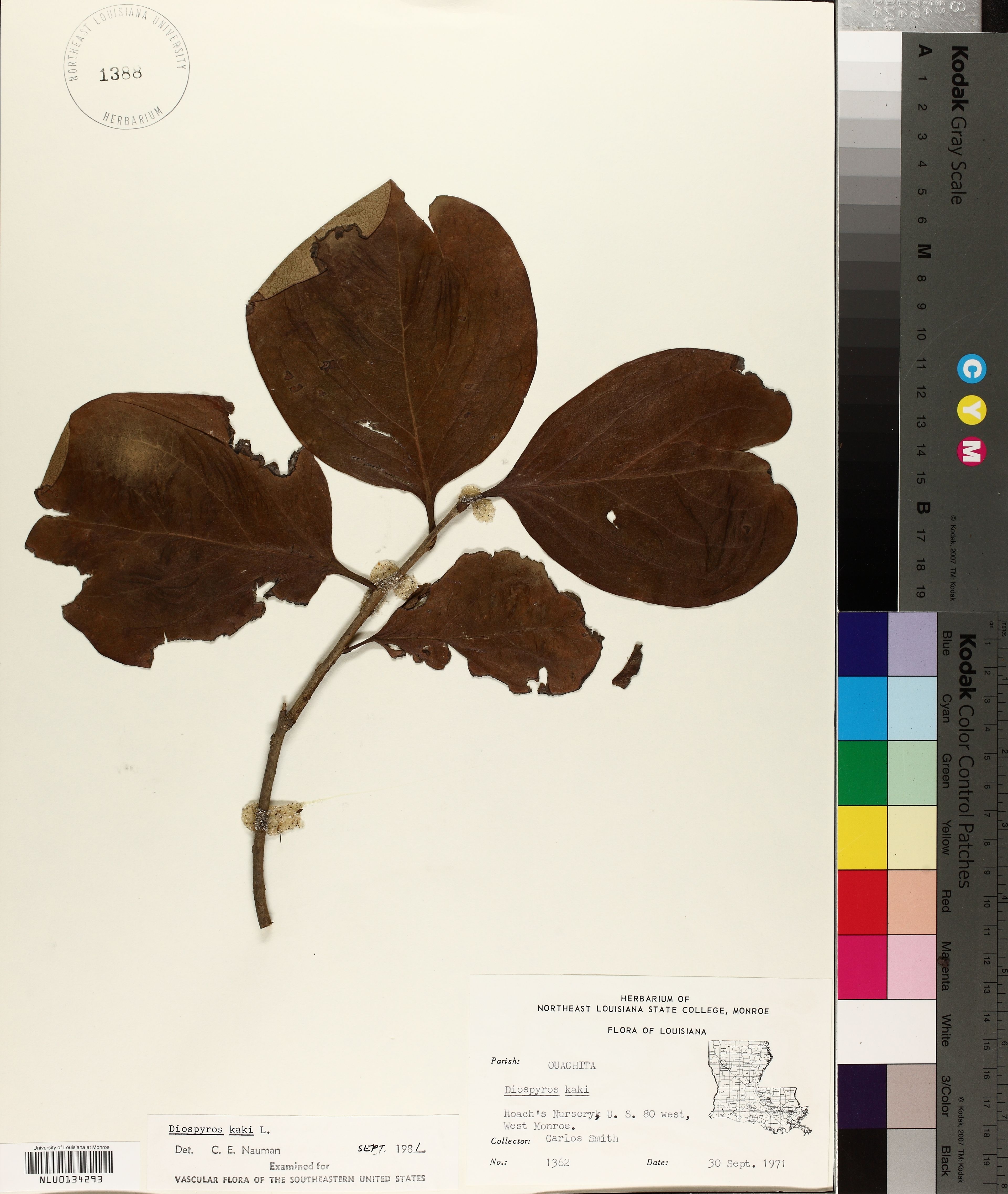 Diospyros kaki - 49