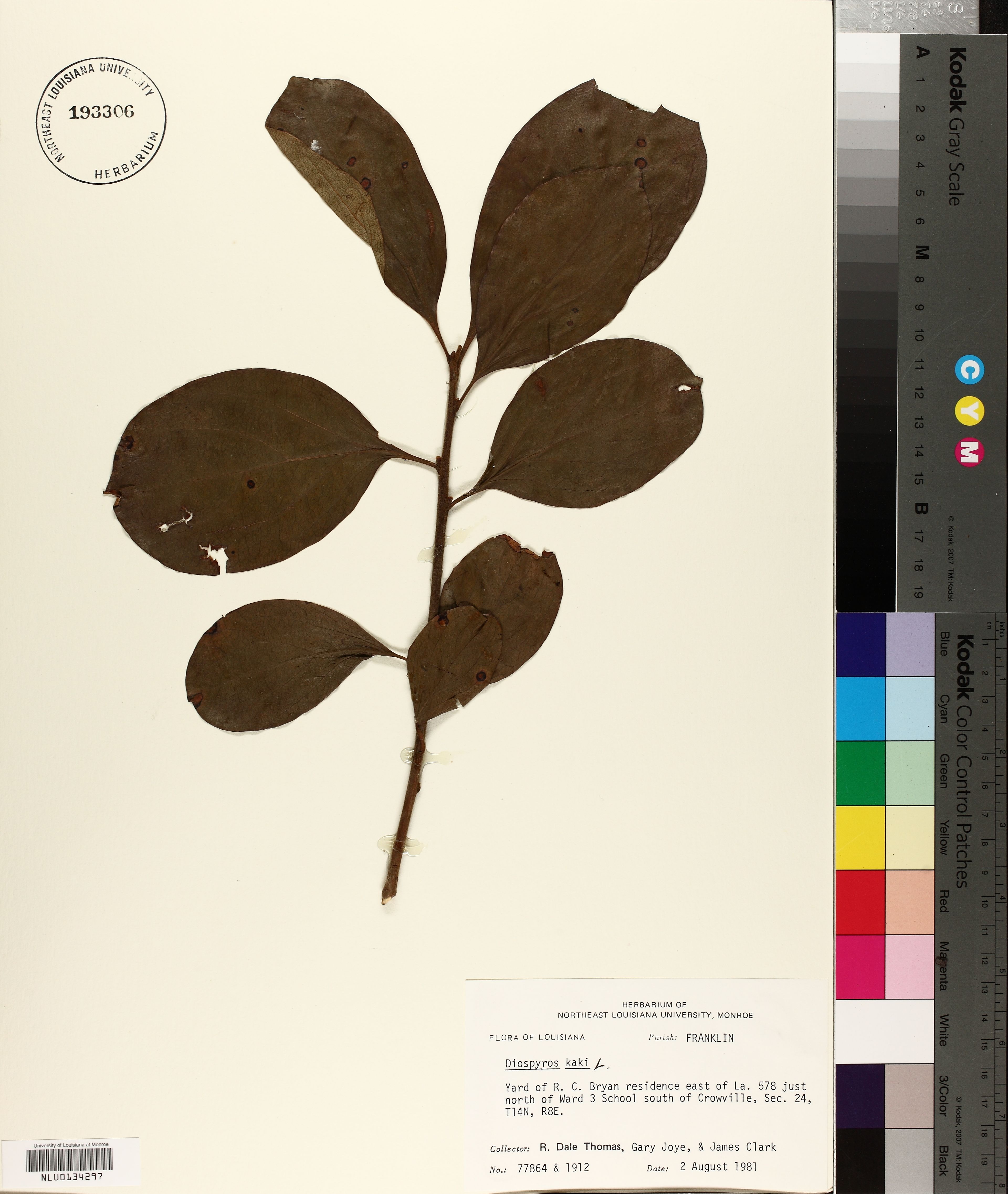 Diospyros kaki - 15