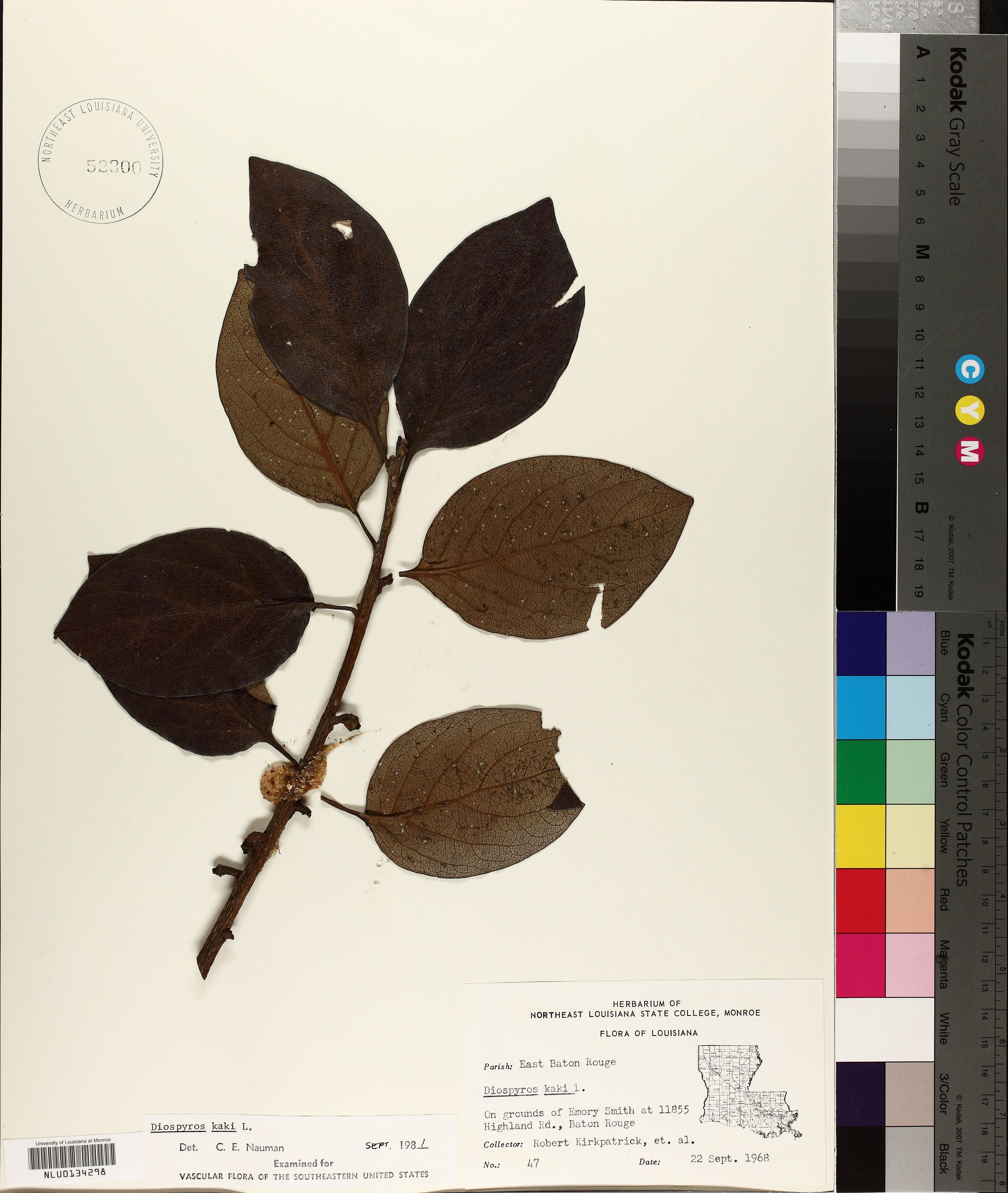 Diospyros kaki - 59