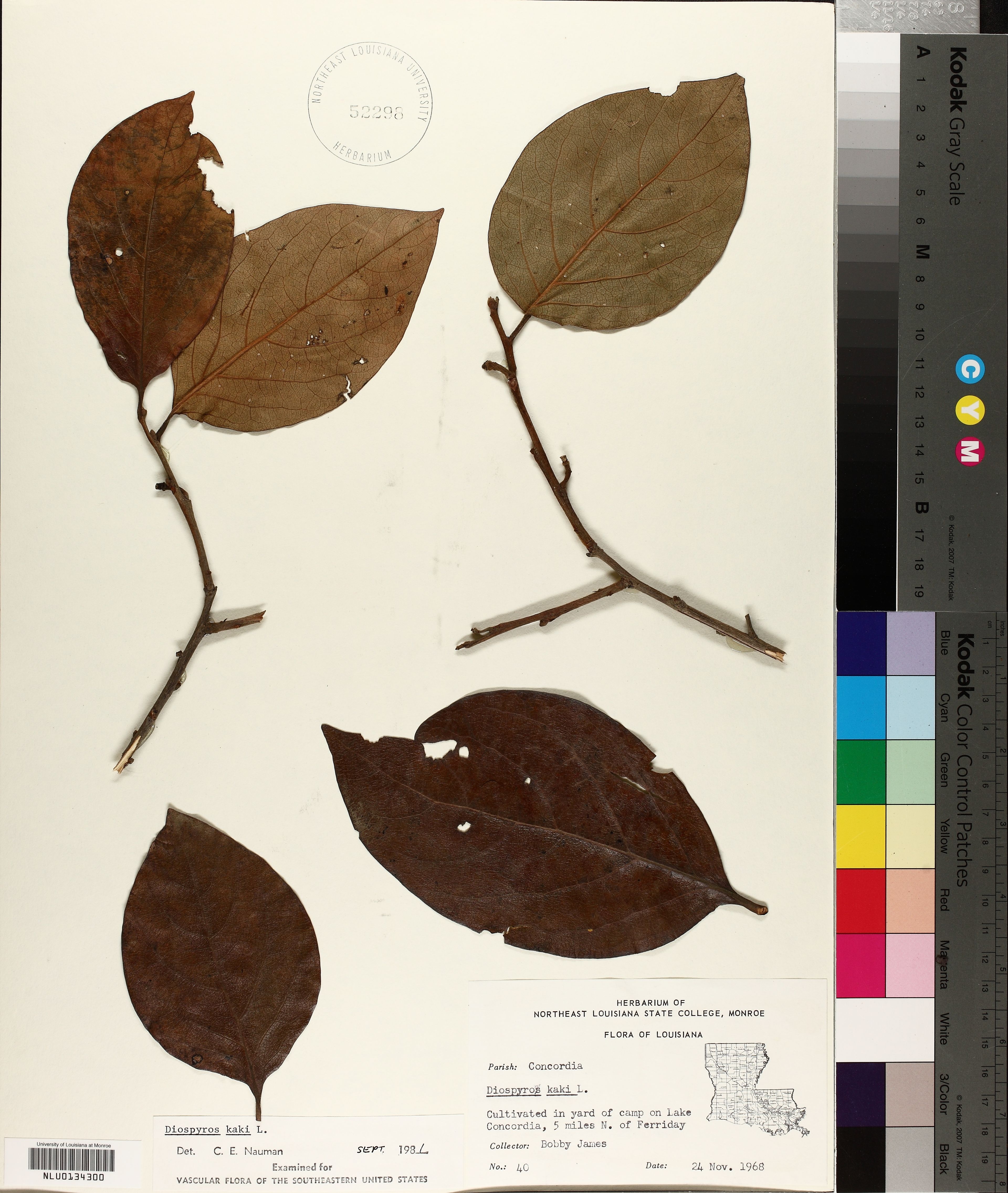 Diospyros kaki - 55