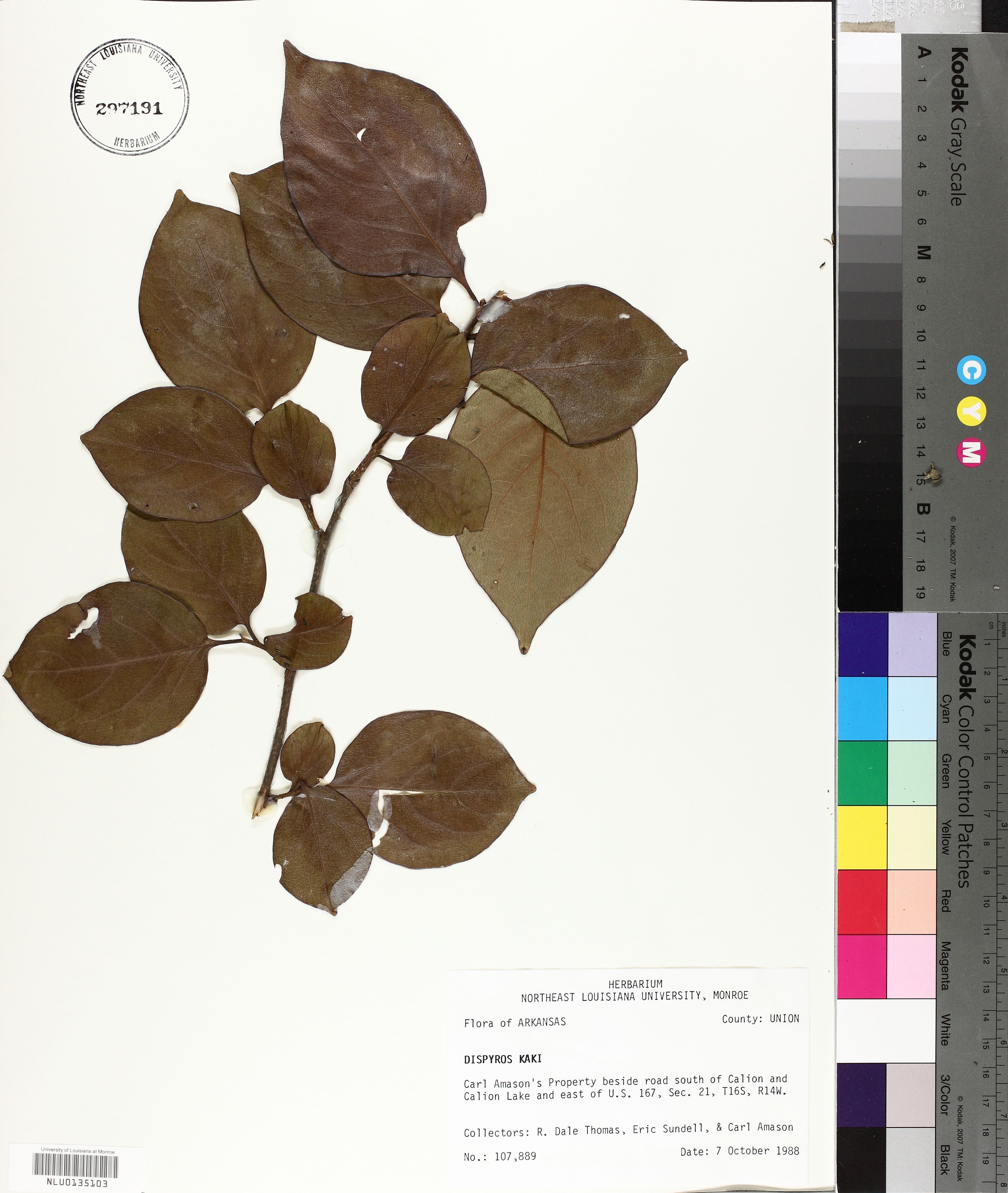 Diospyros kaki - 58