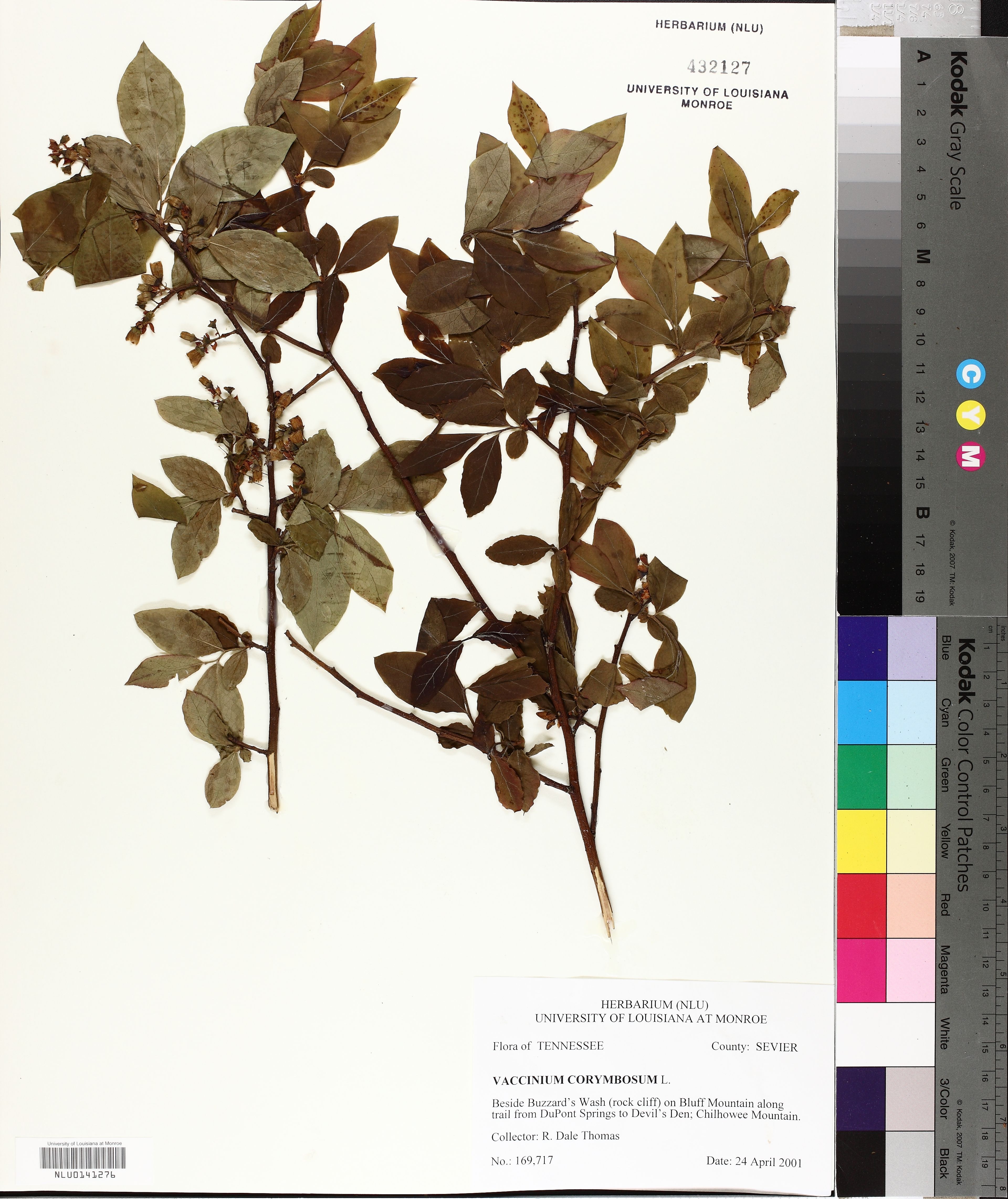 Vaccinium simulatum - 73