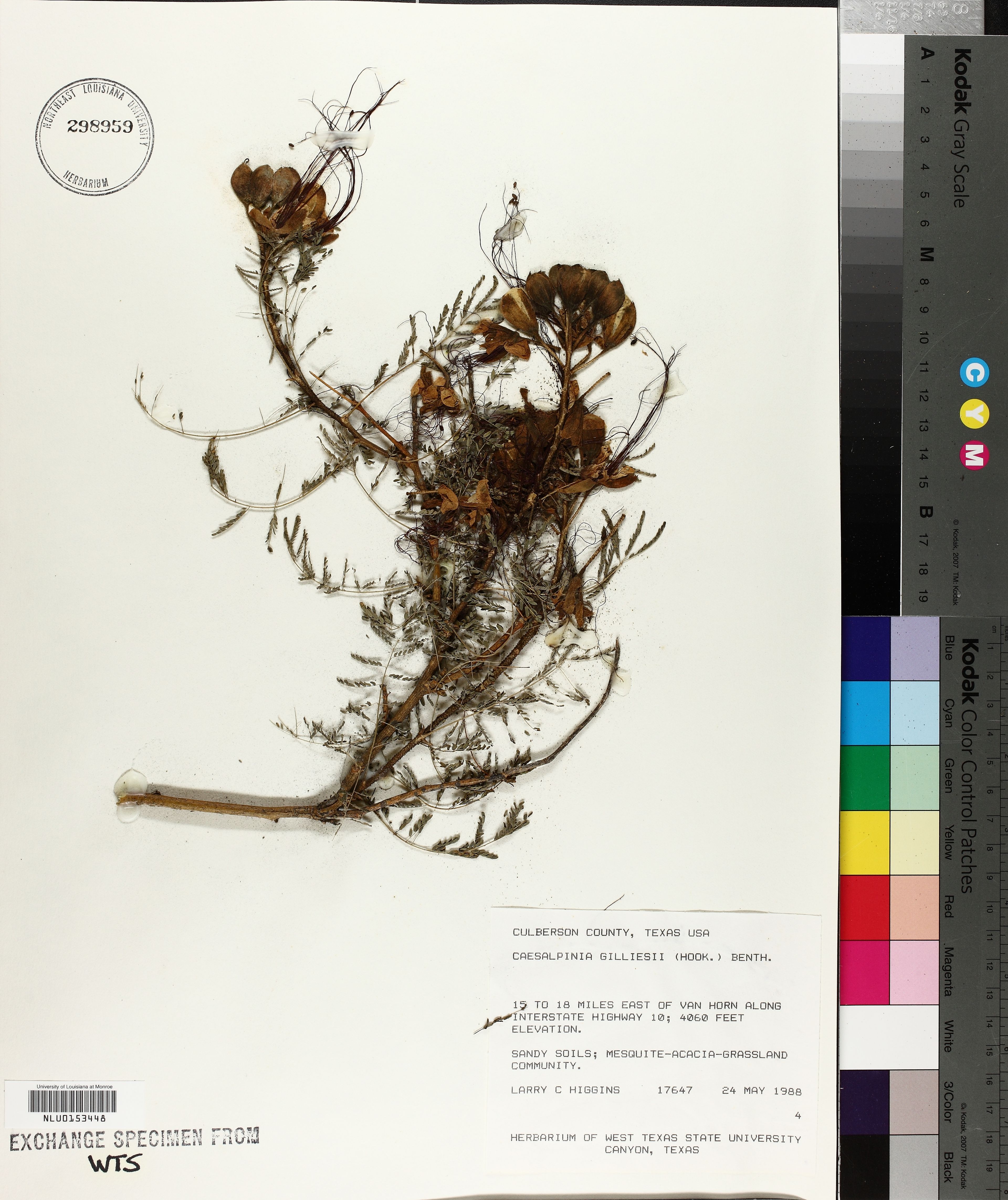 Caesalpinia gilliesii - 44
