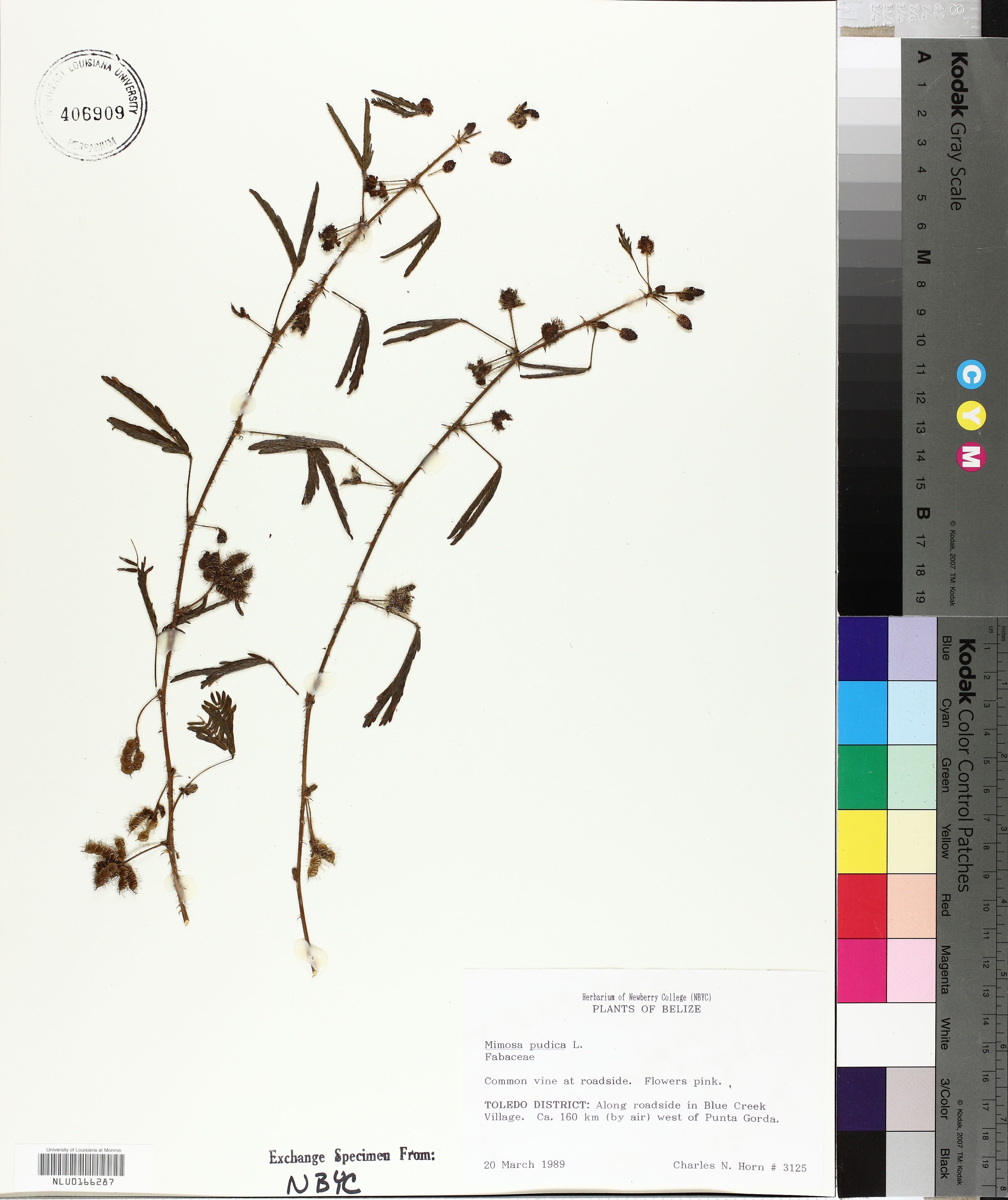 Mimosa pudica - 34