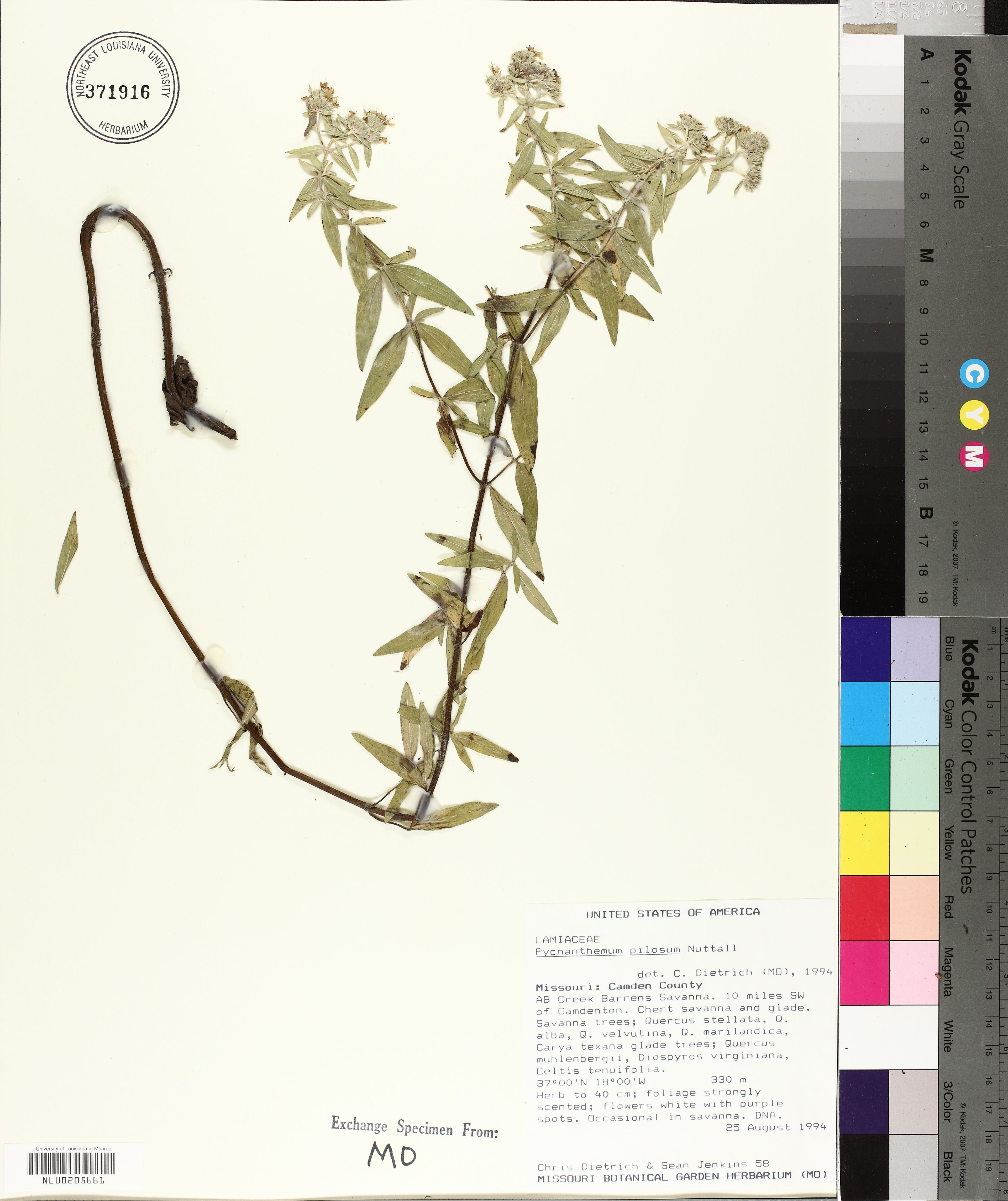 Pycnanthemum pilosum - 113