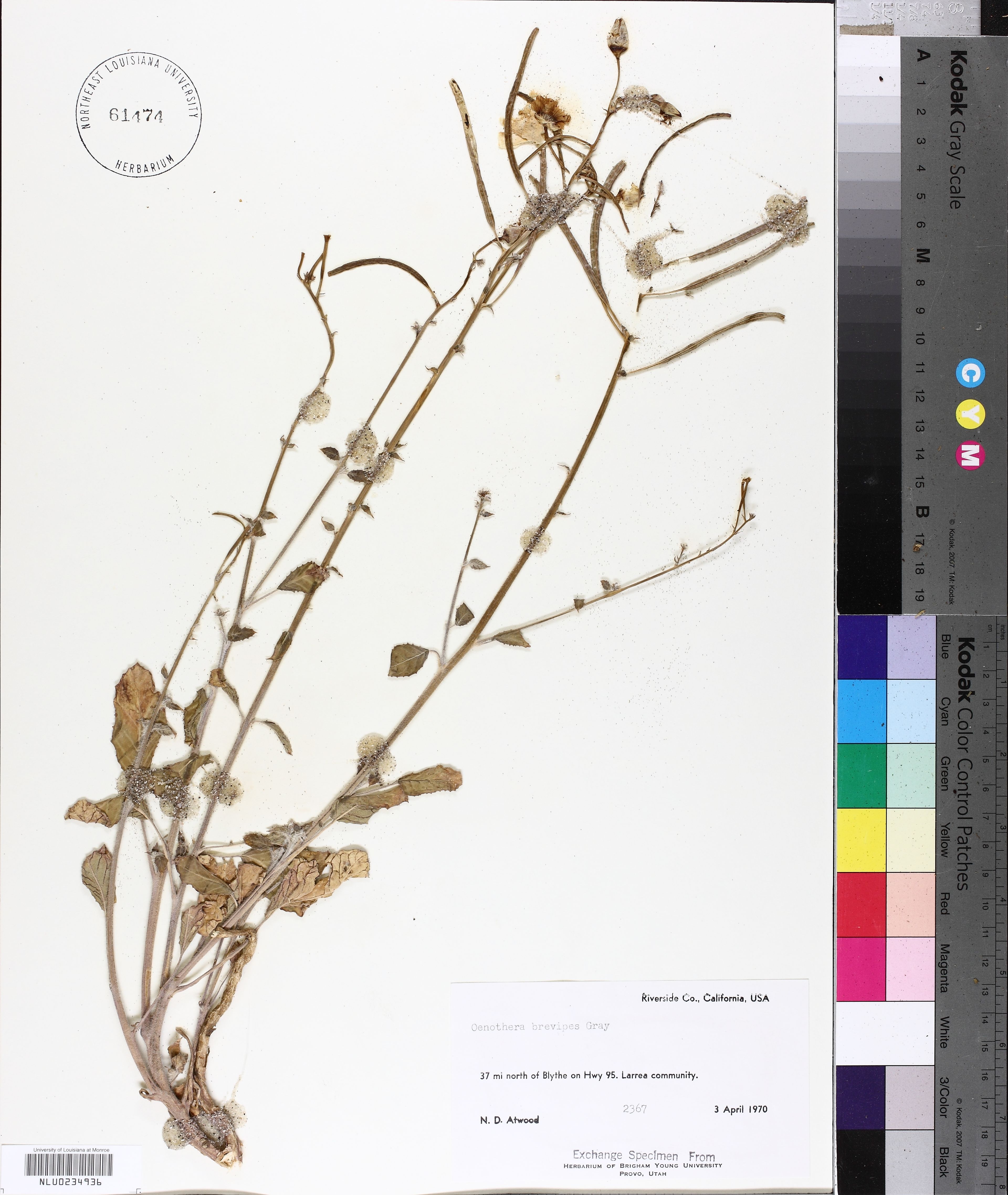 Oenothera brevipes - 51