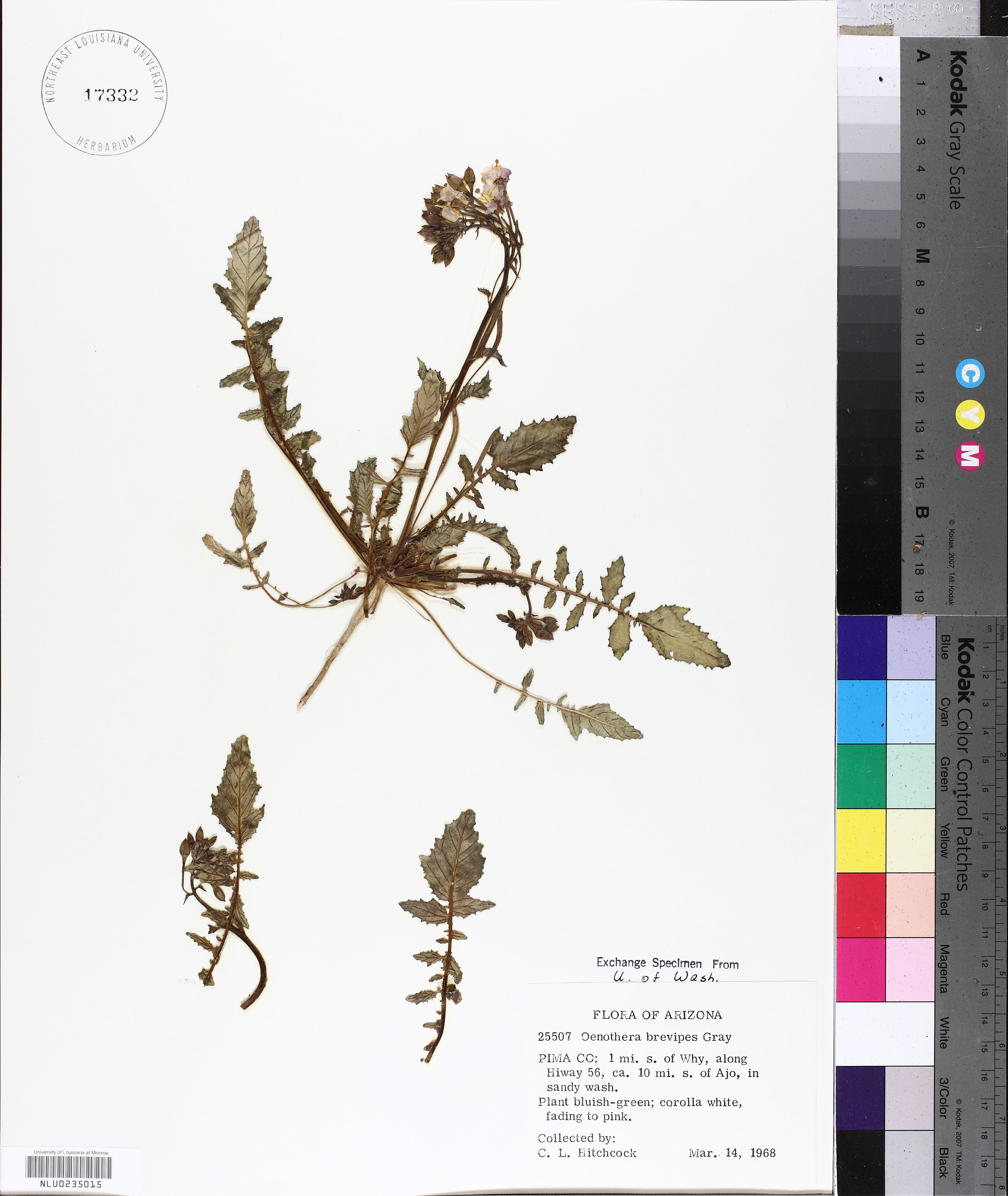 Oenothera brevipes - 38