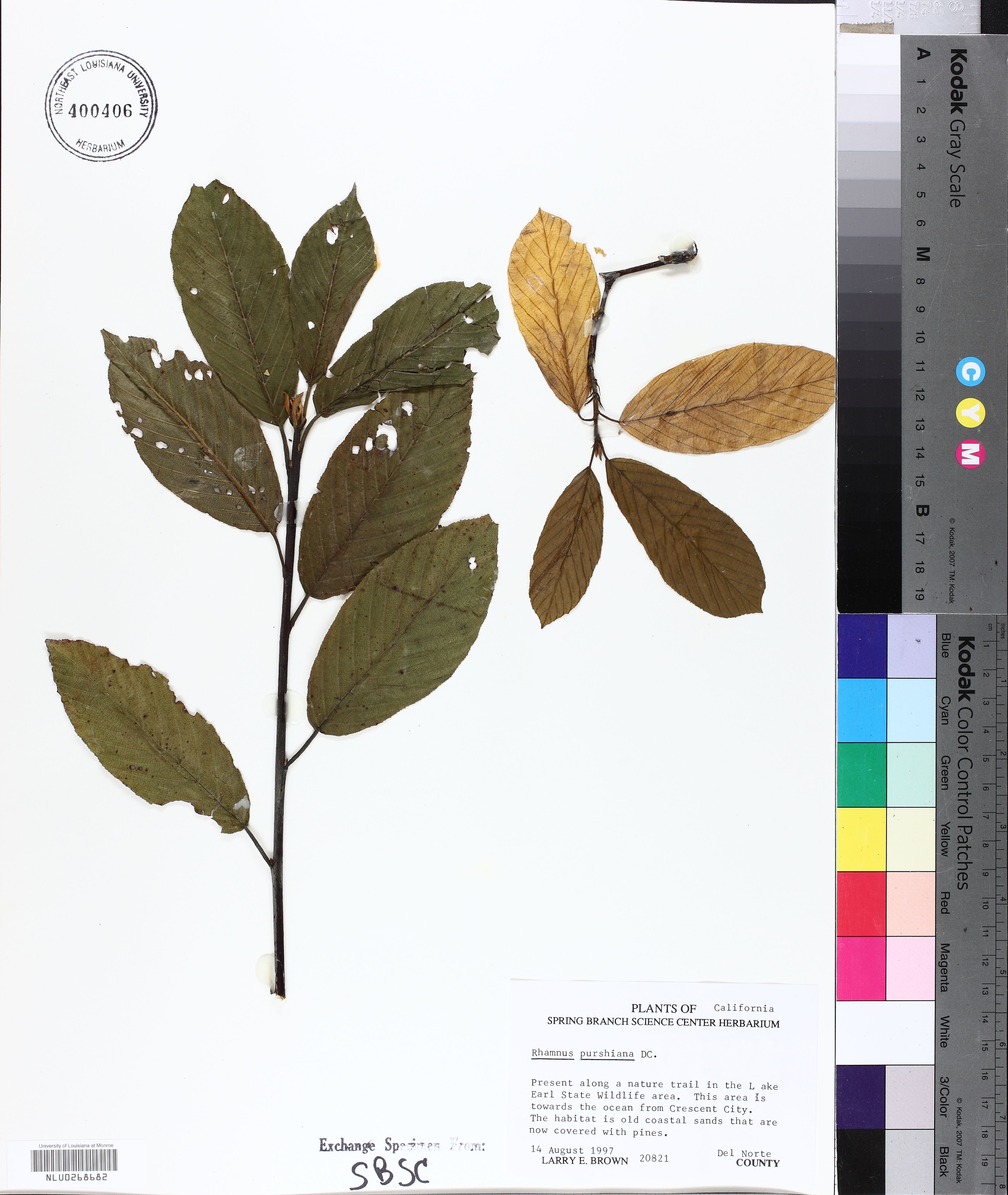 Rhamnus purshiana - 63