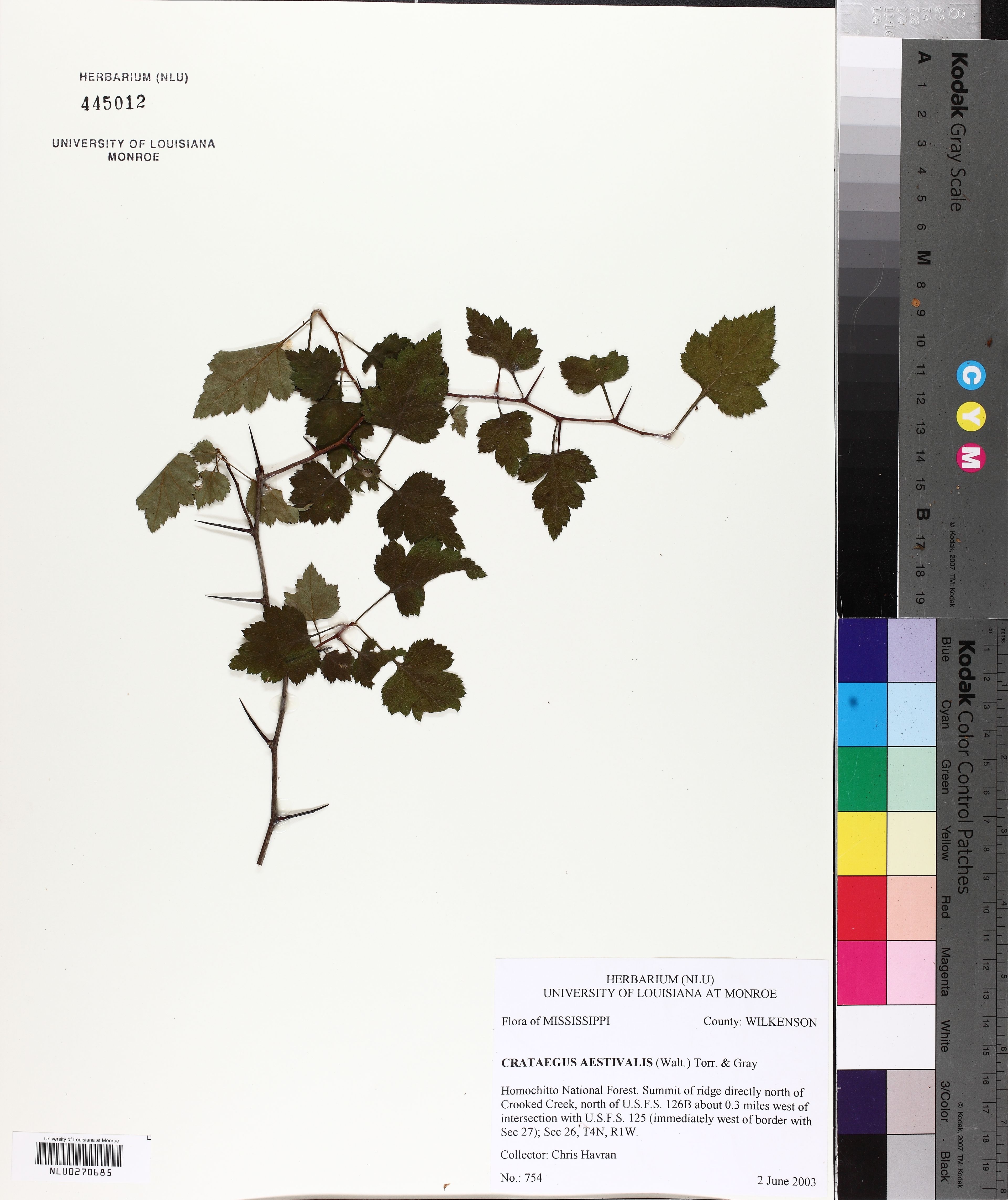 Crataegus aestivalis - 102