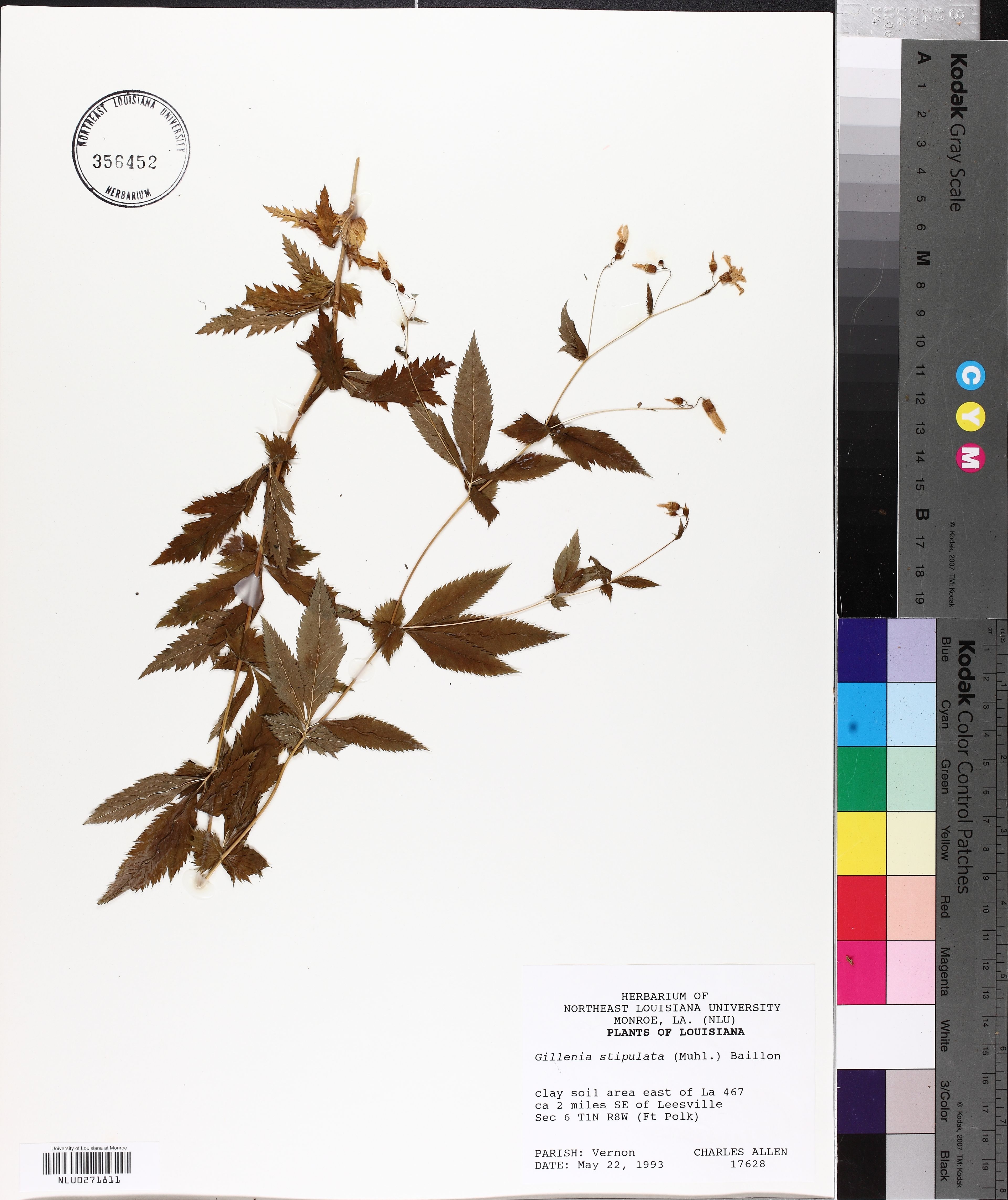 Gillenia stipulata - 103