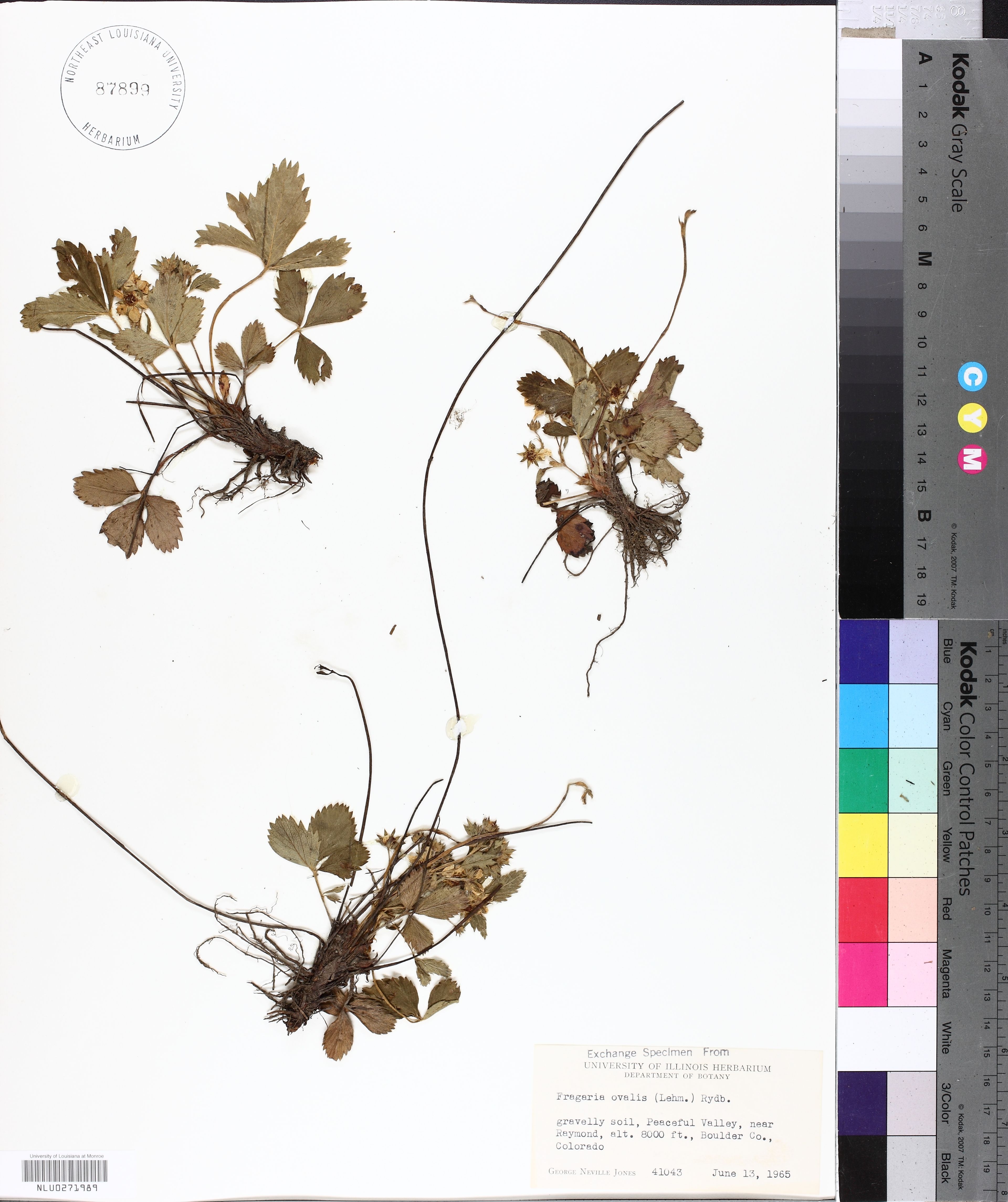 Fragaria ovalis - 13