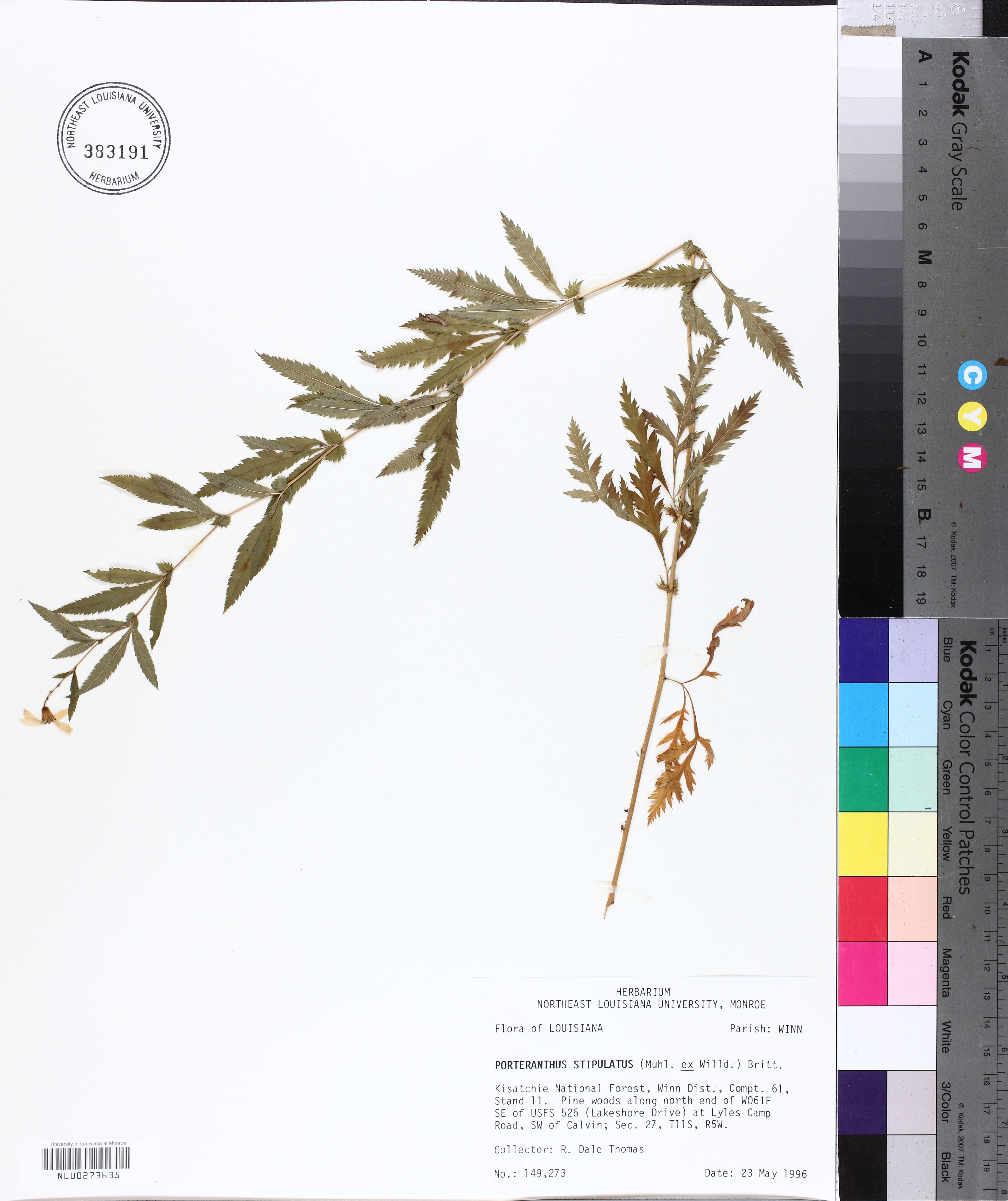 Gillenia stipulata - 45