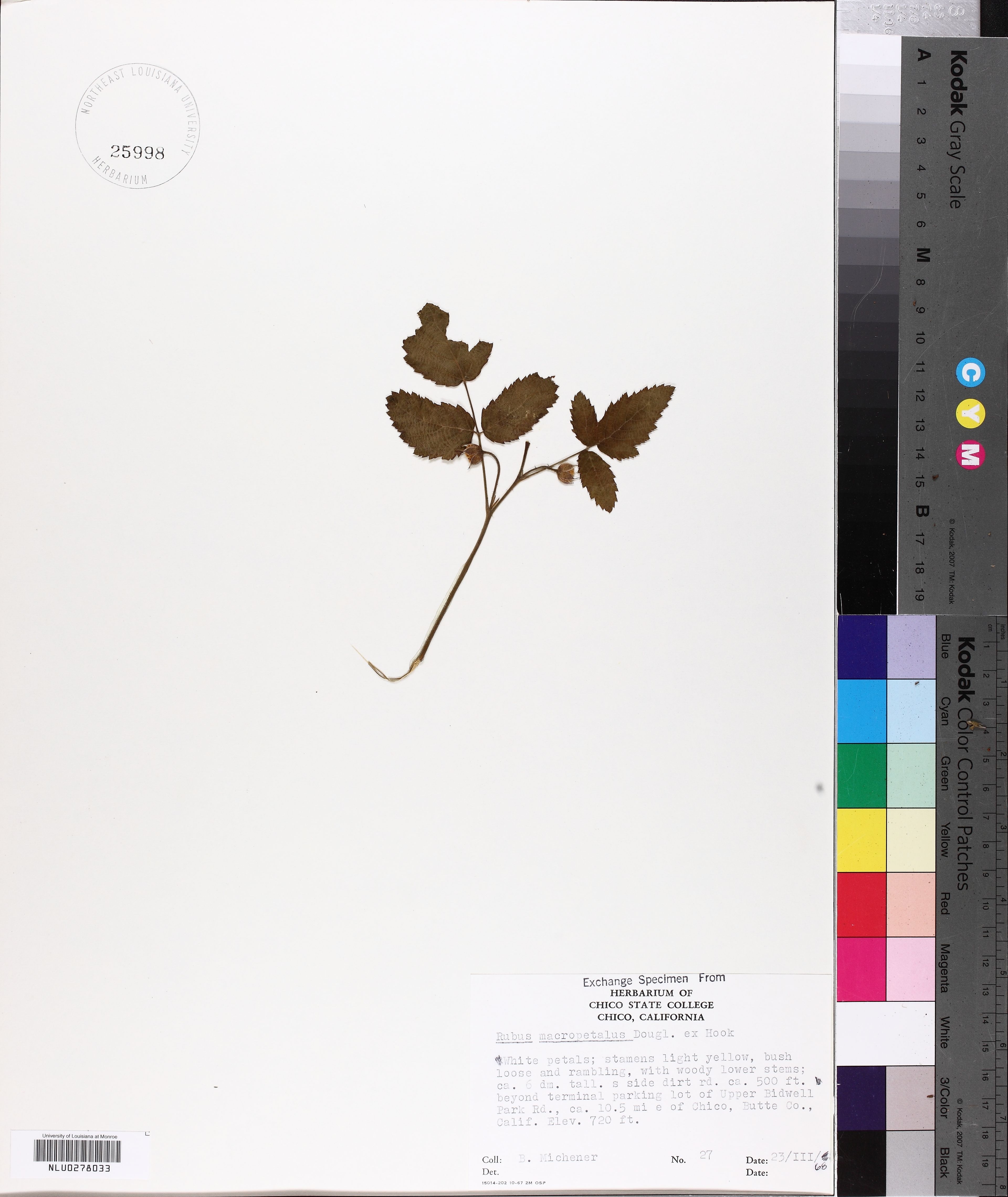 Rubus macropetalus - 14