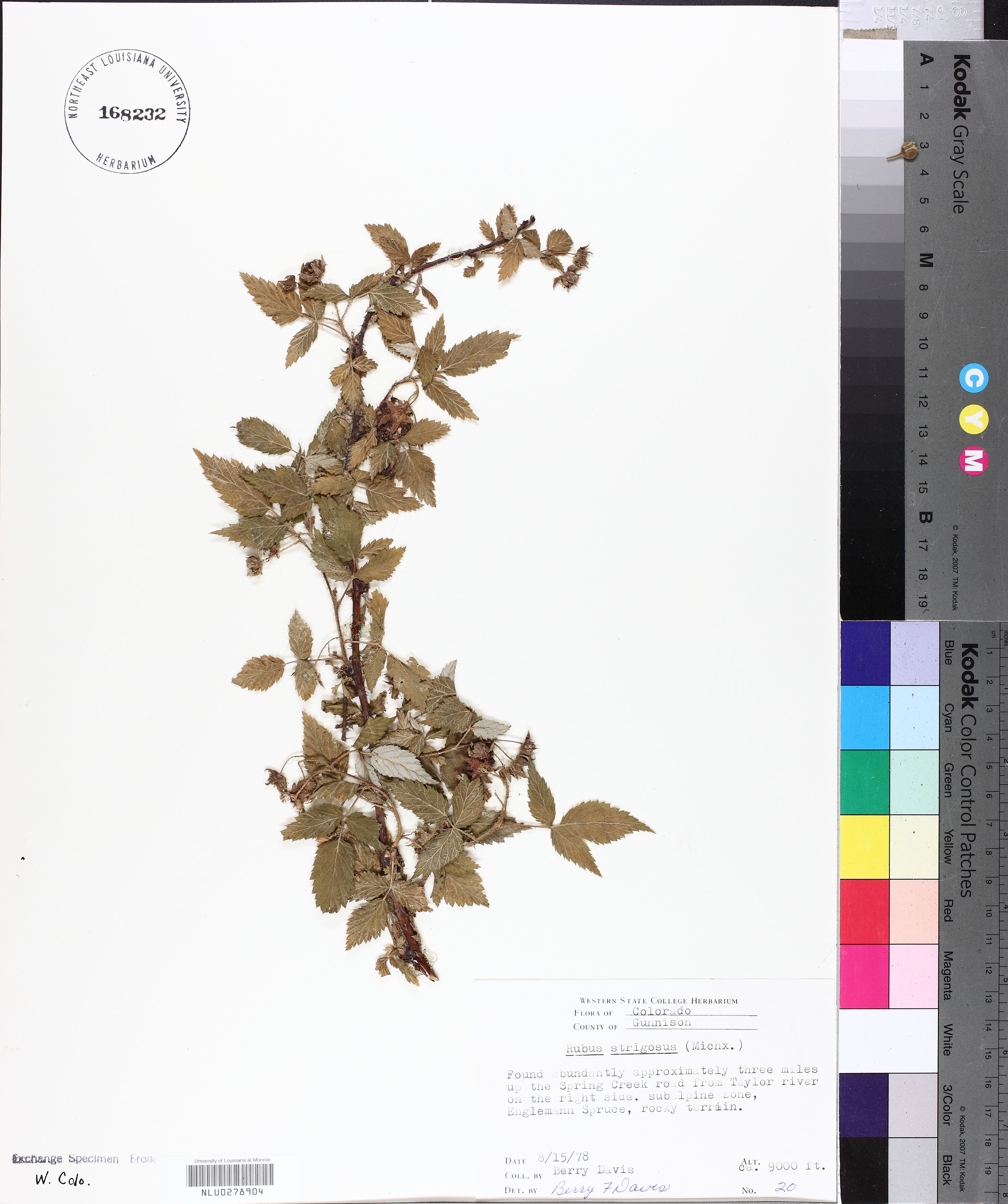 Rubus strigosus - 40