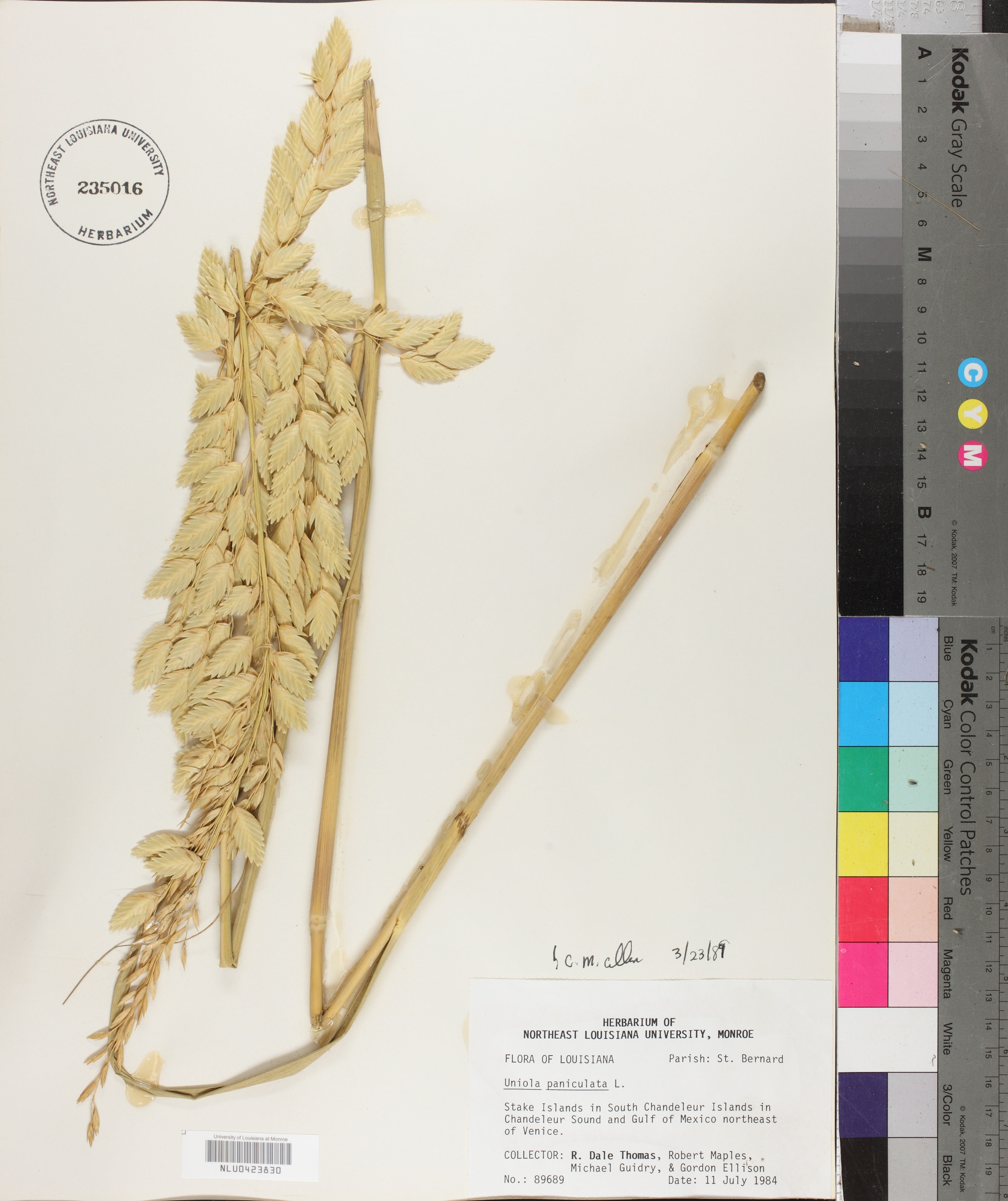 Uniola paniculata - 96