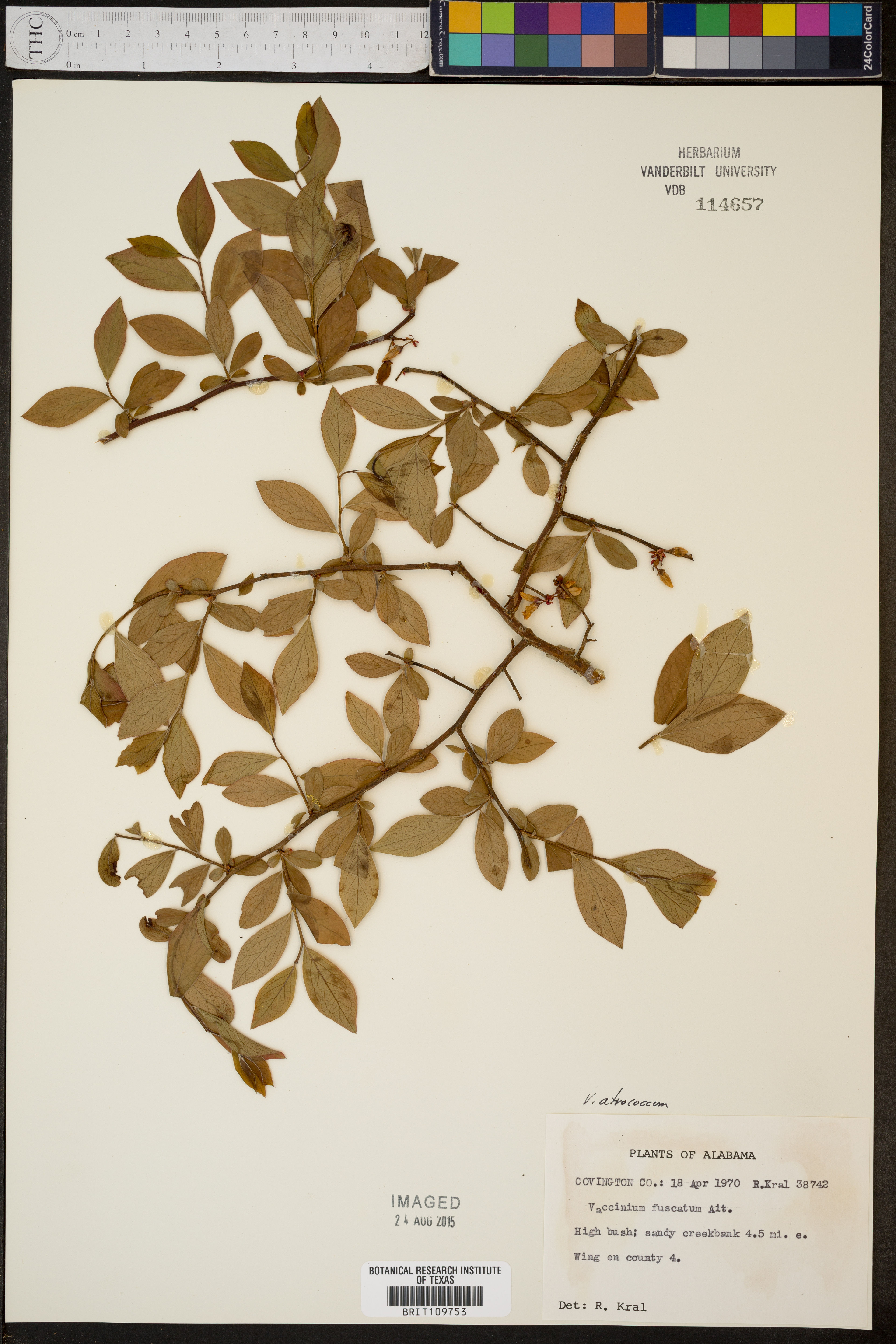 Vaccinium ashei - 103