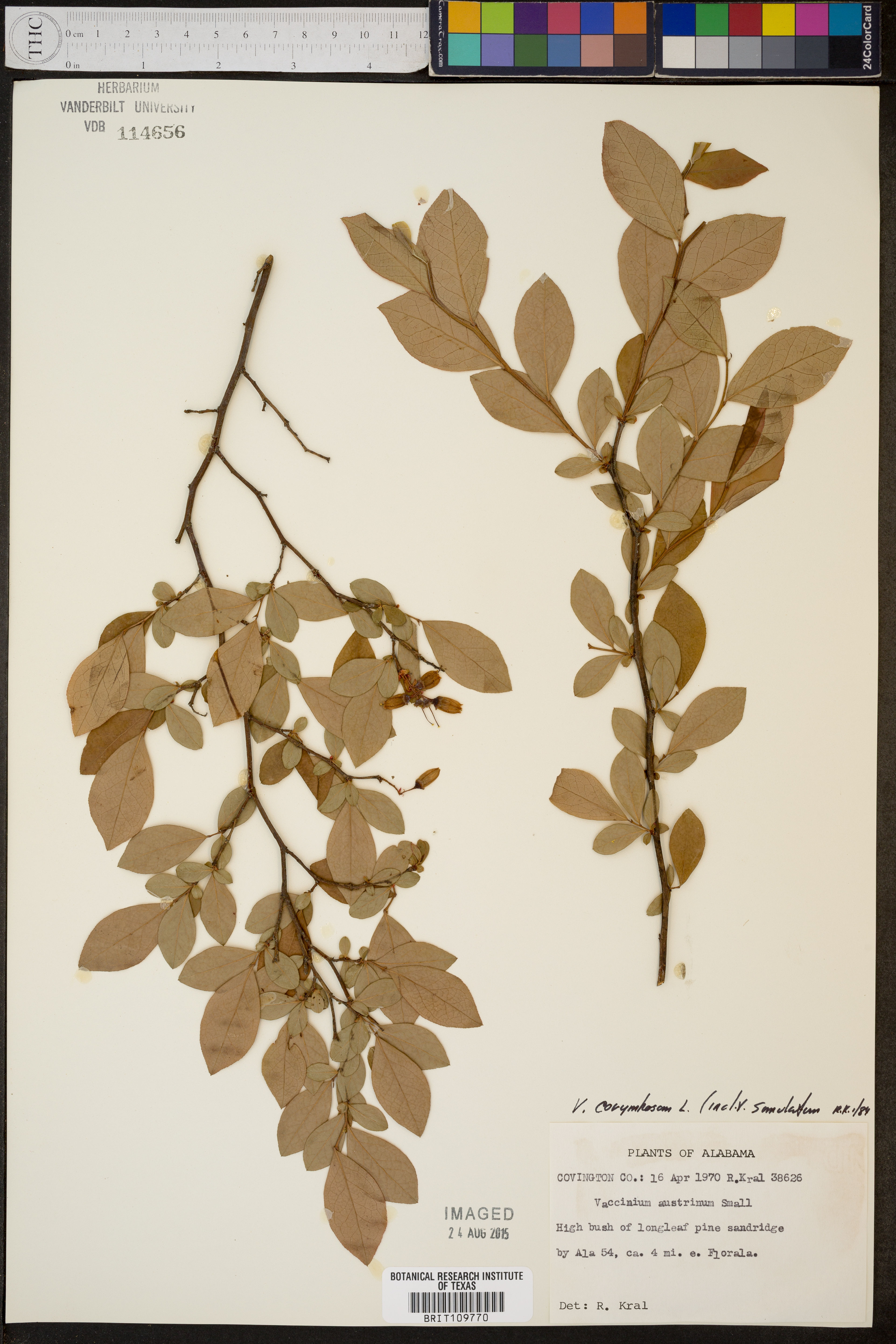 Vaccinium ashei - 109