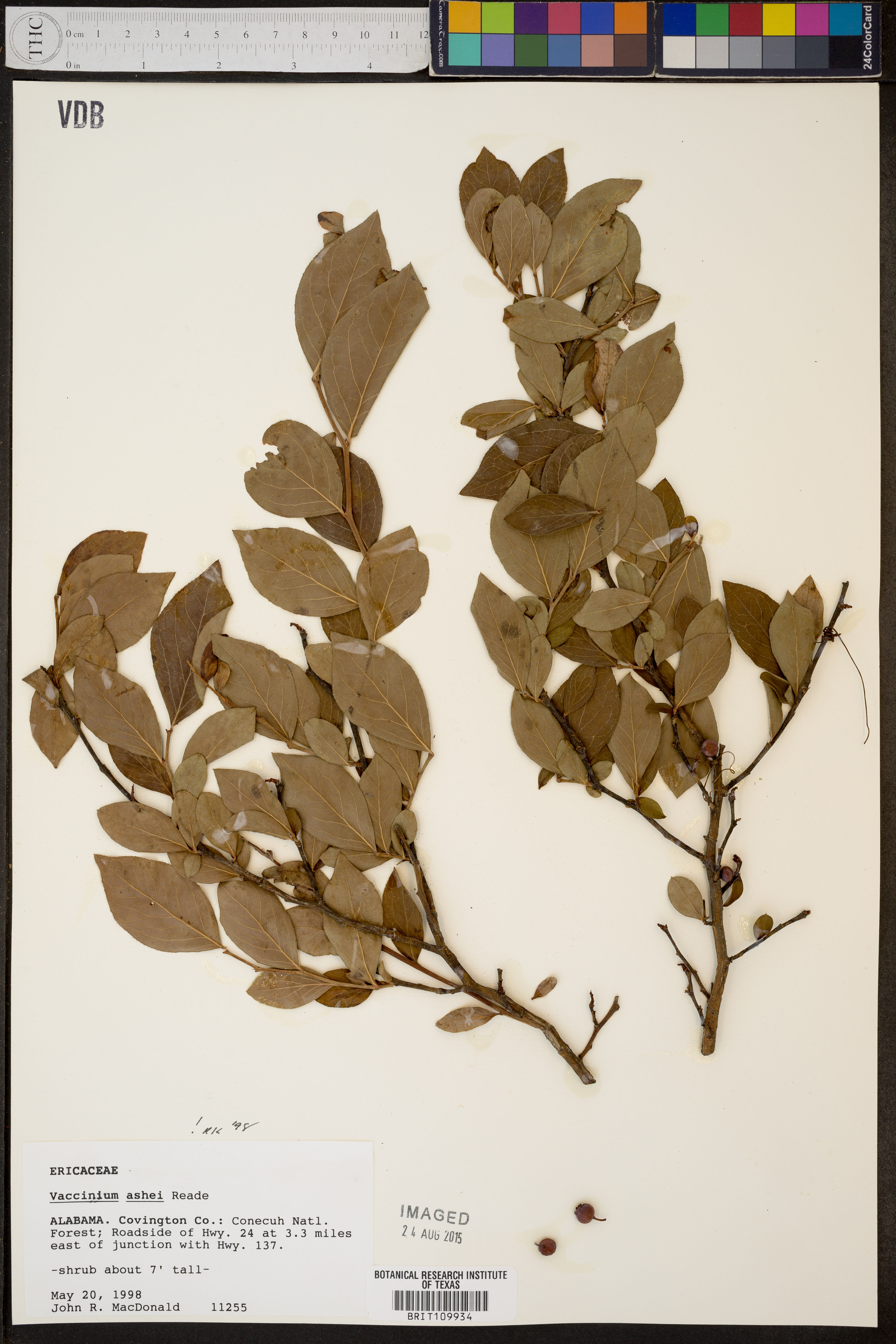 Vaccinium ashei - 96