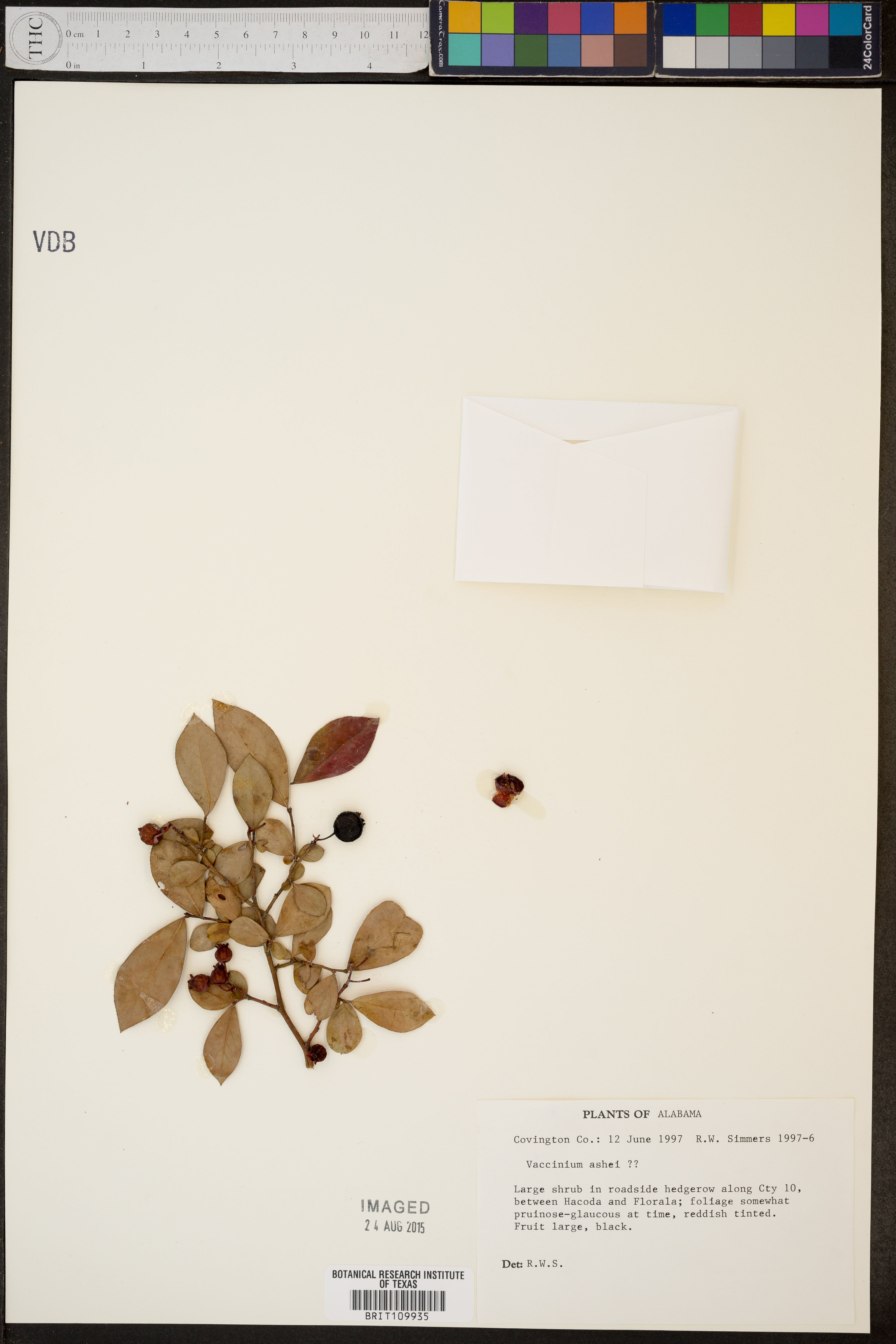 Vaccinium ashei - 32