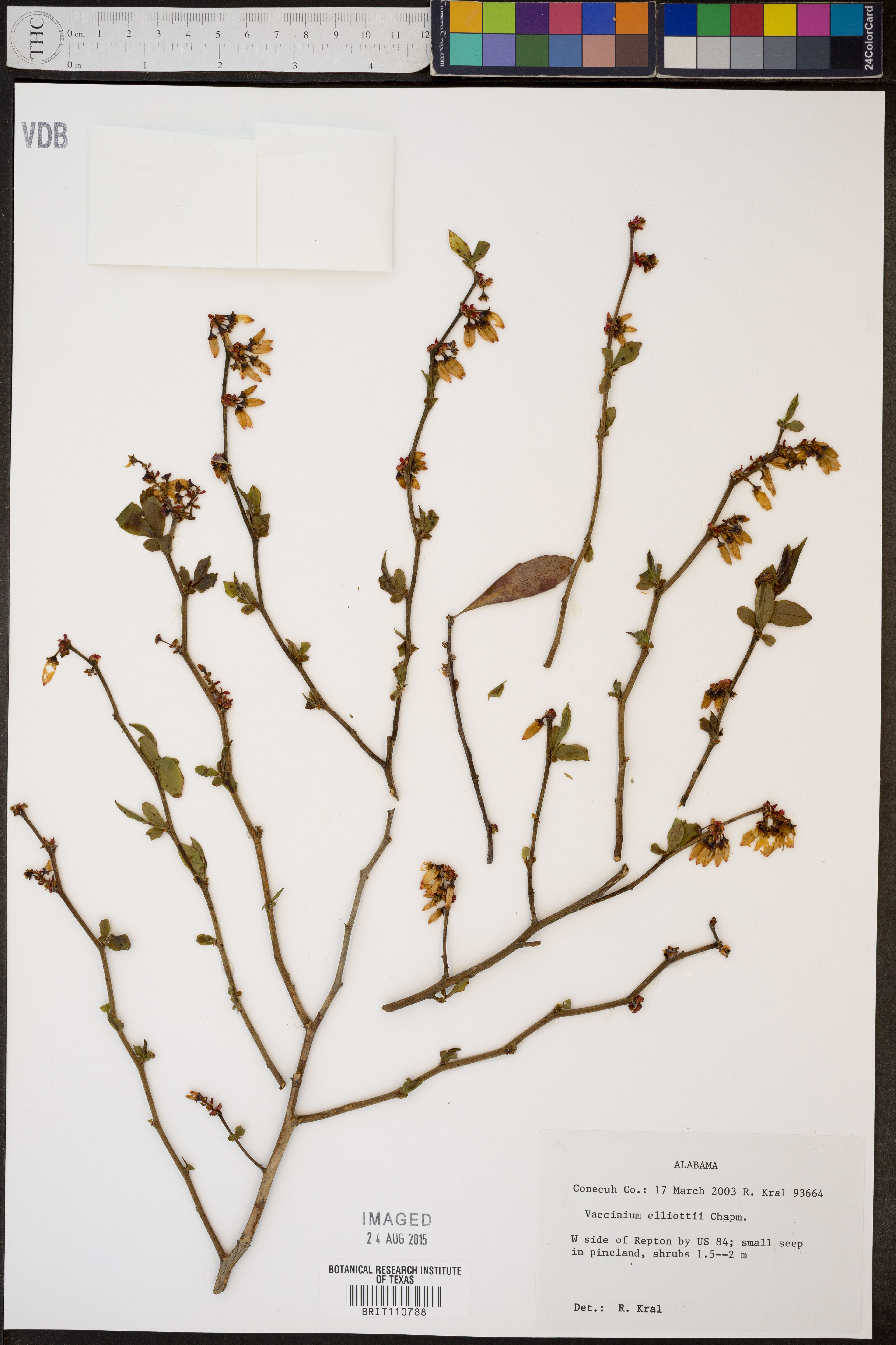 Vaccinium ashei - 128