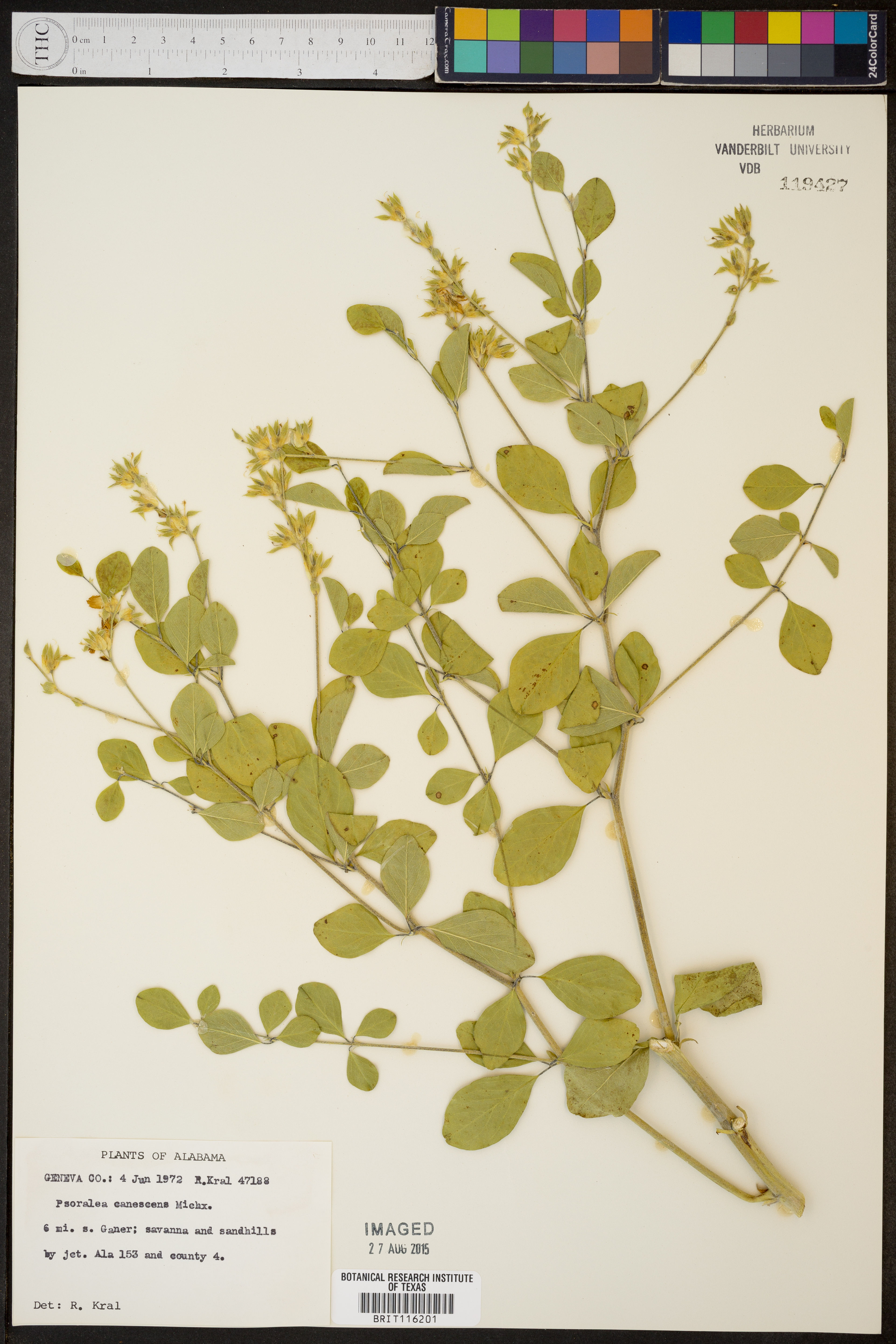 Psoralea canescens - 18