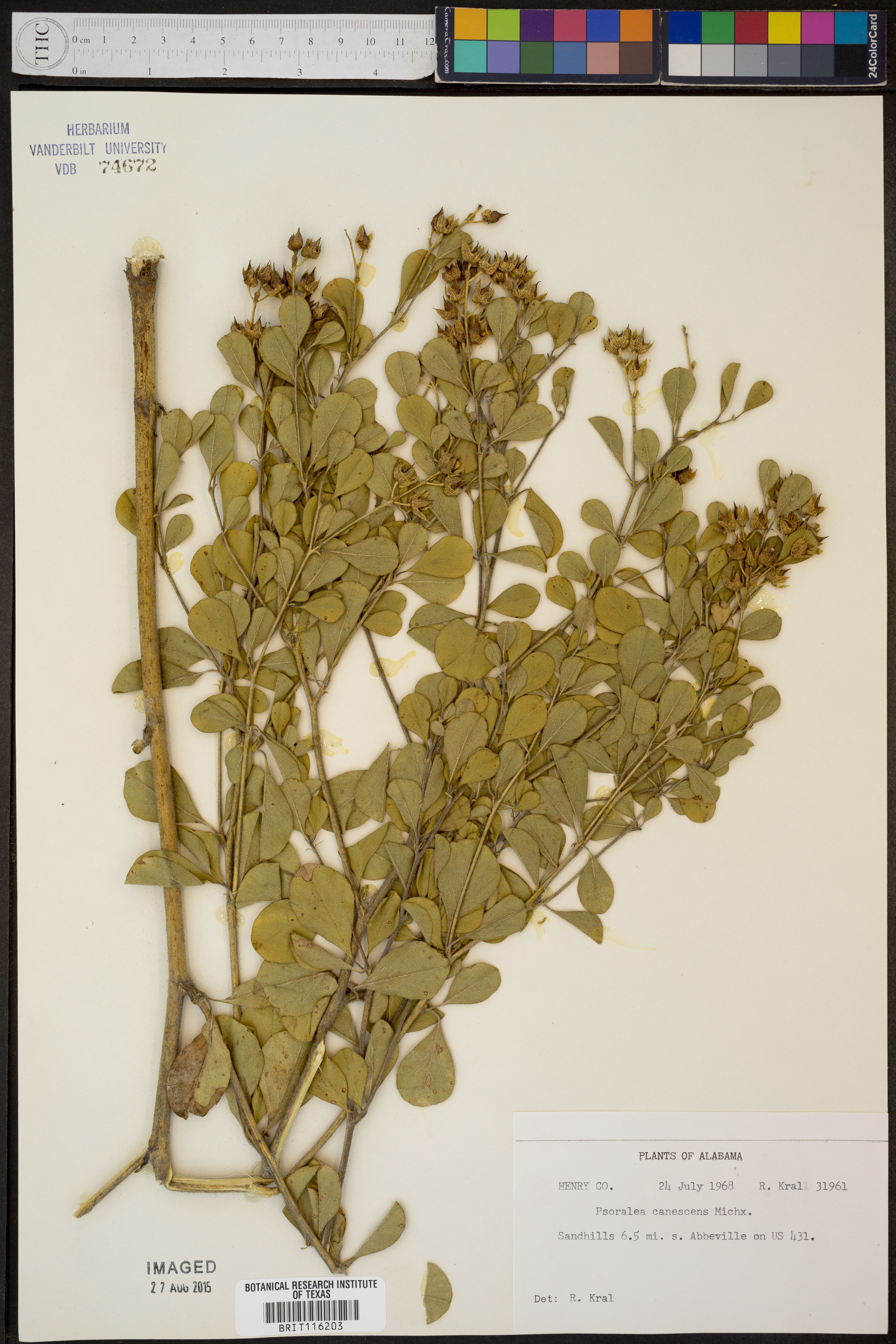 Psoralea canescens - 69