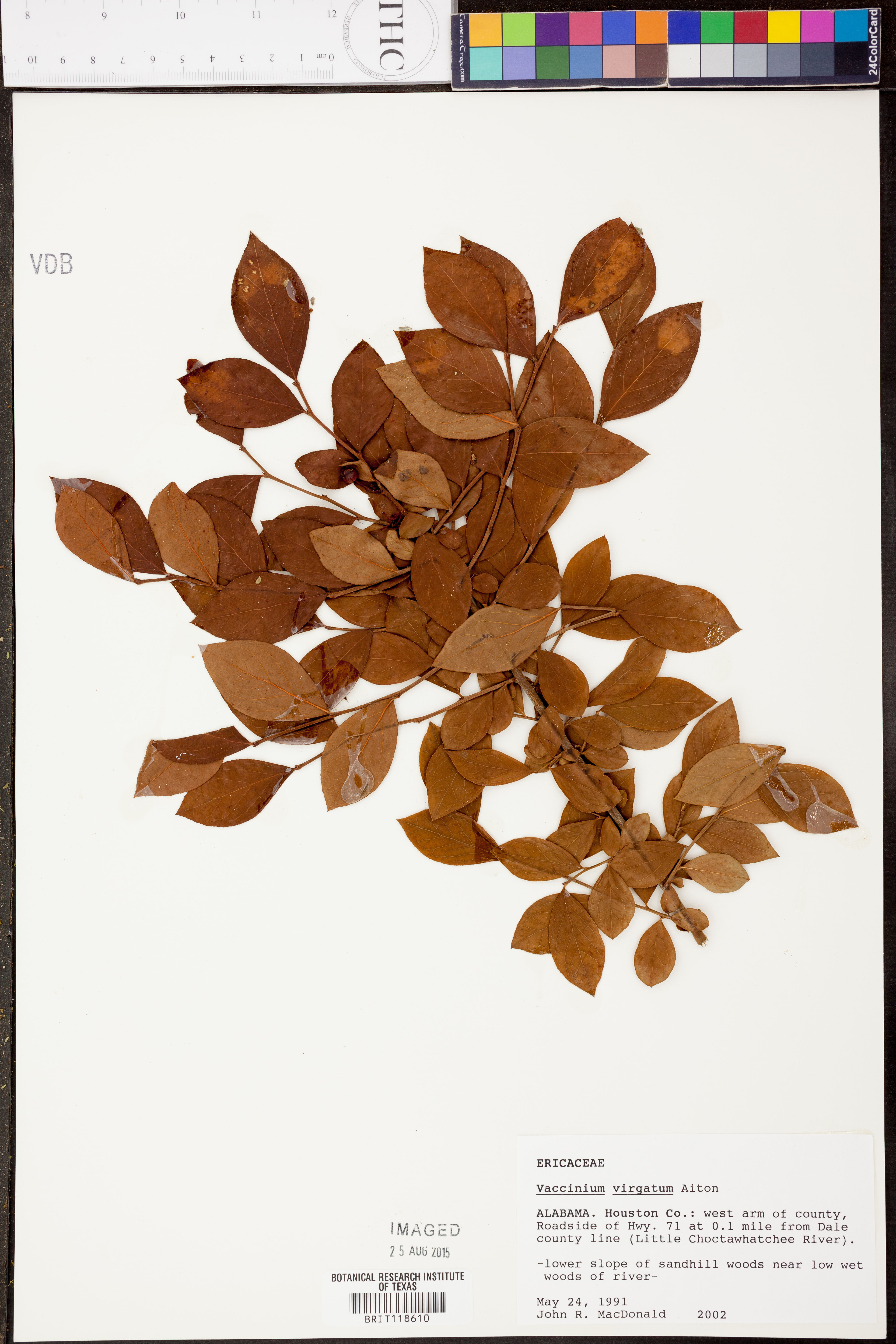 Vaccinium ashei - 91