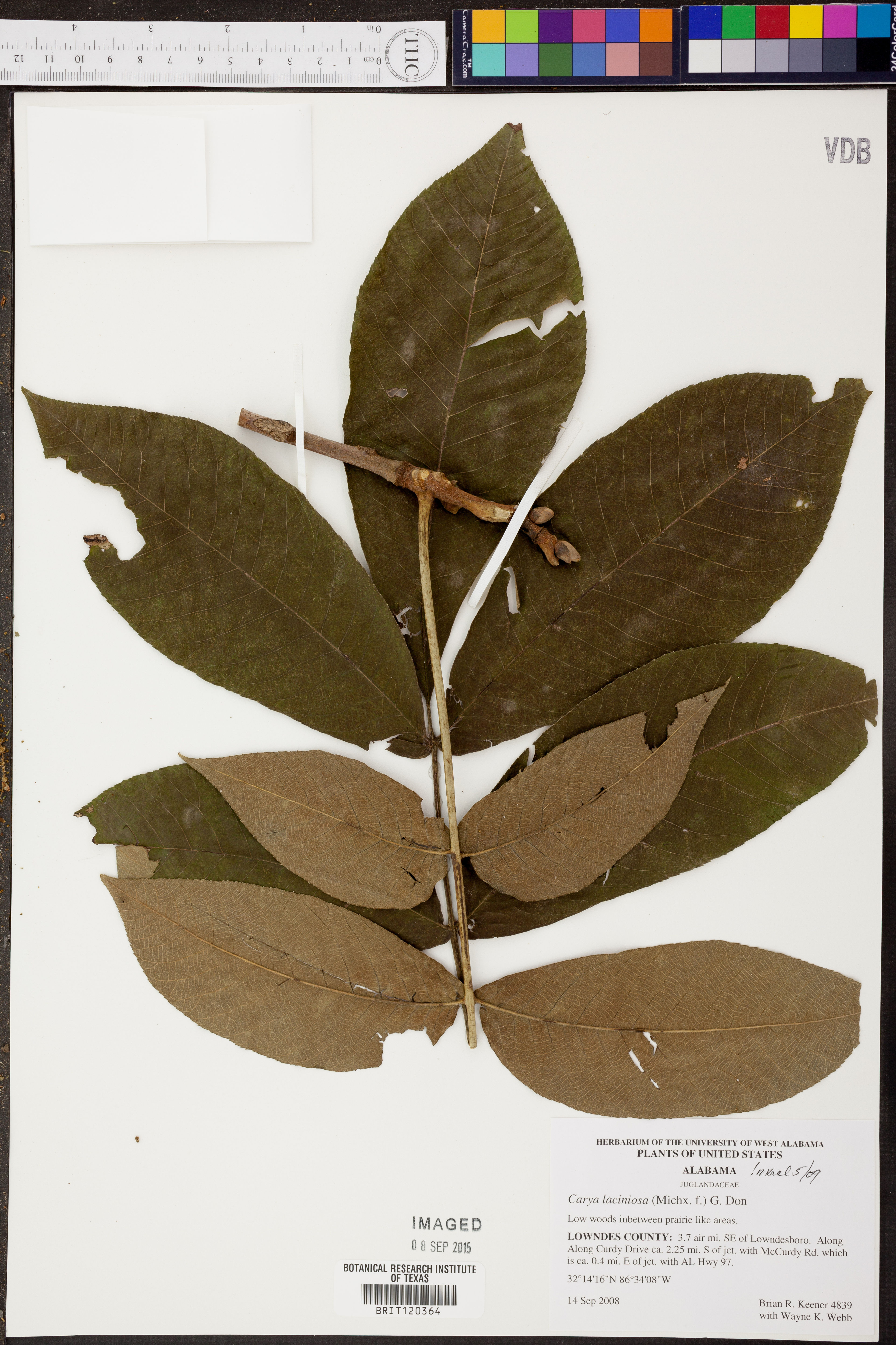Carya laciniosa - 82