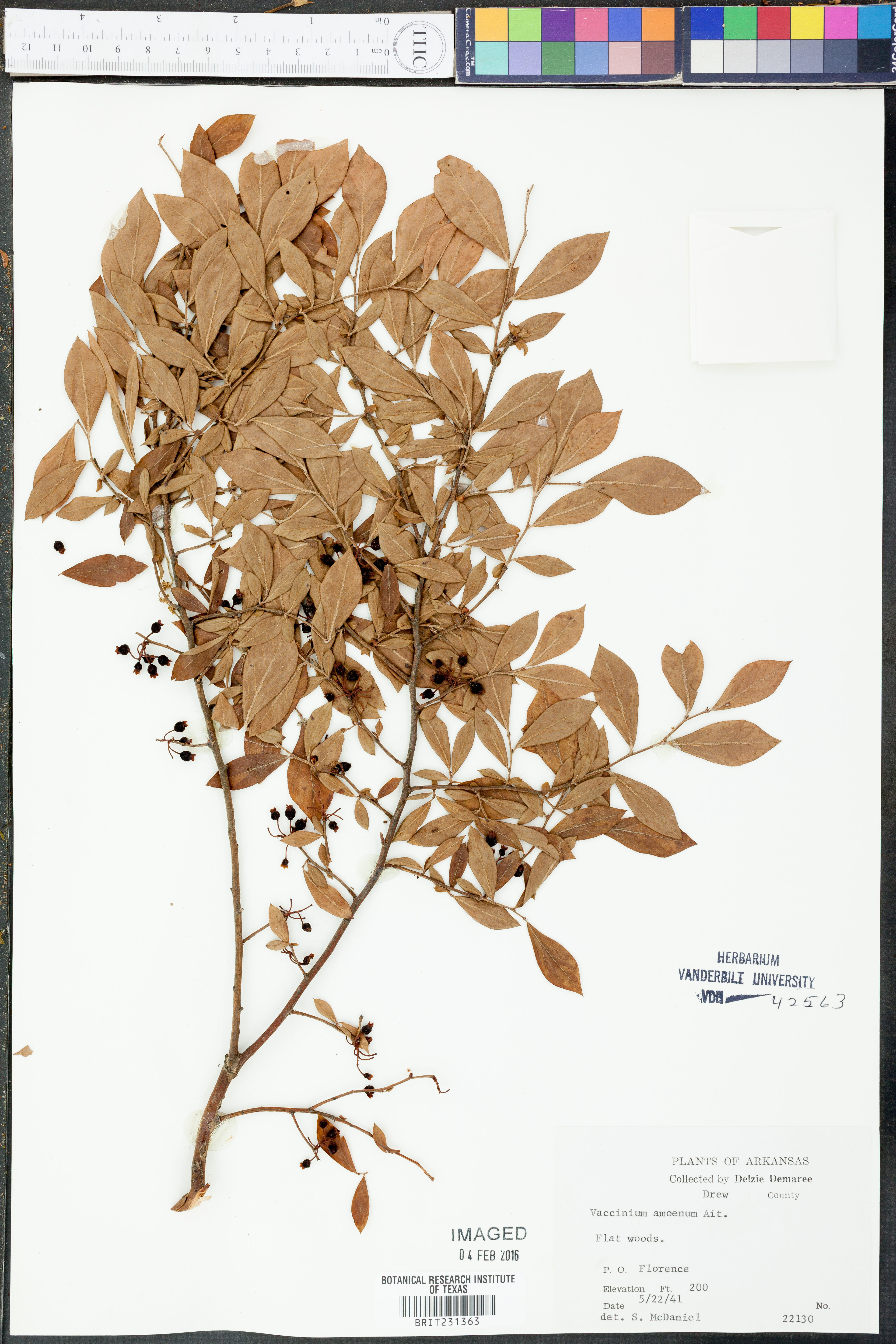 Vaccinium amoenum - 17