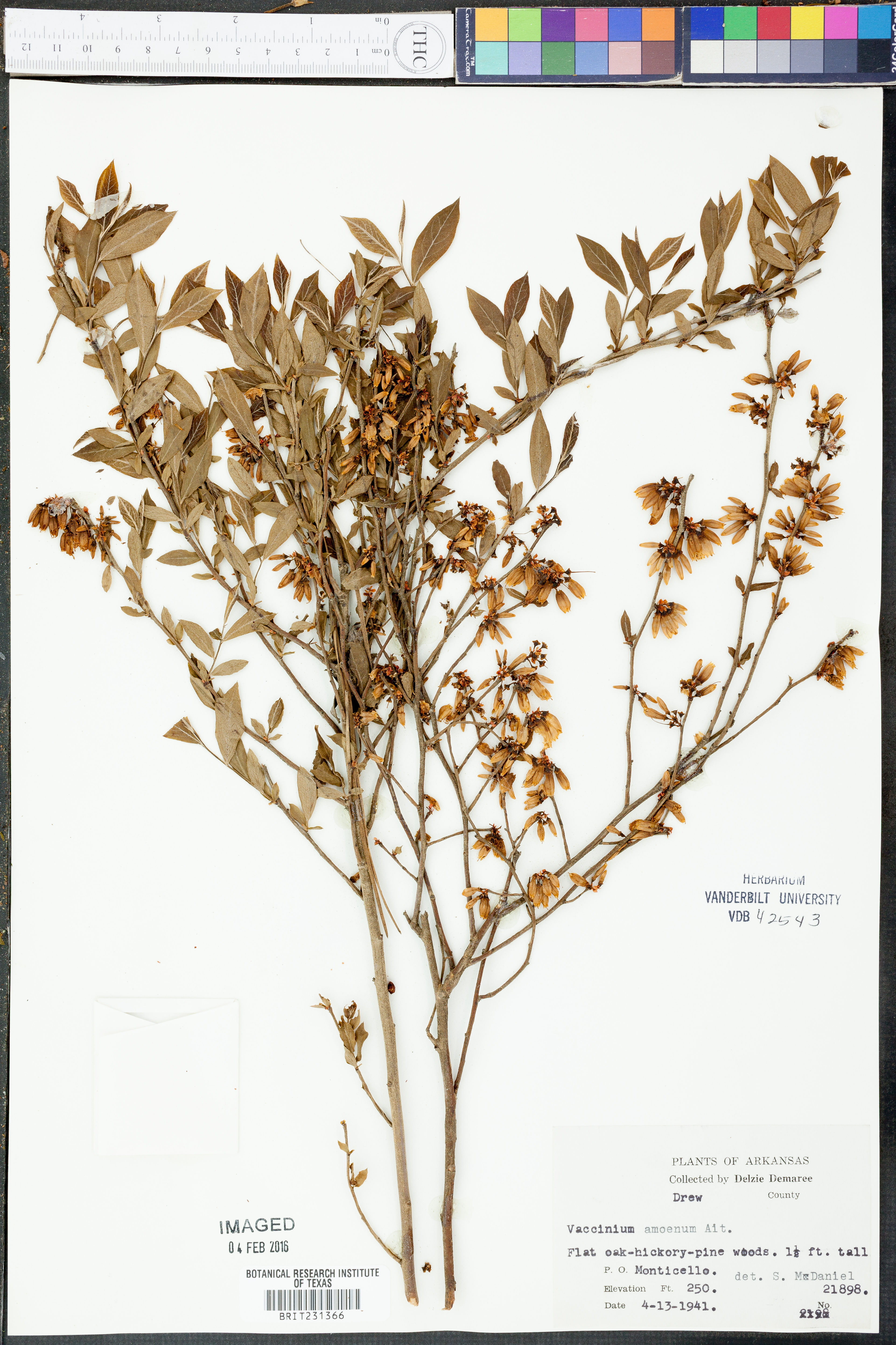 Vaccinium amoenum - 45