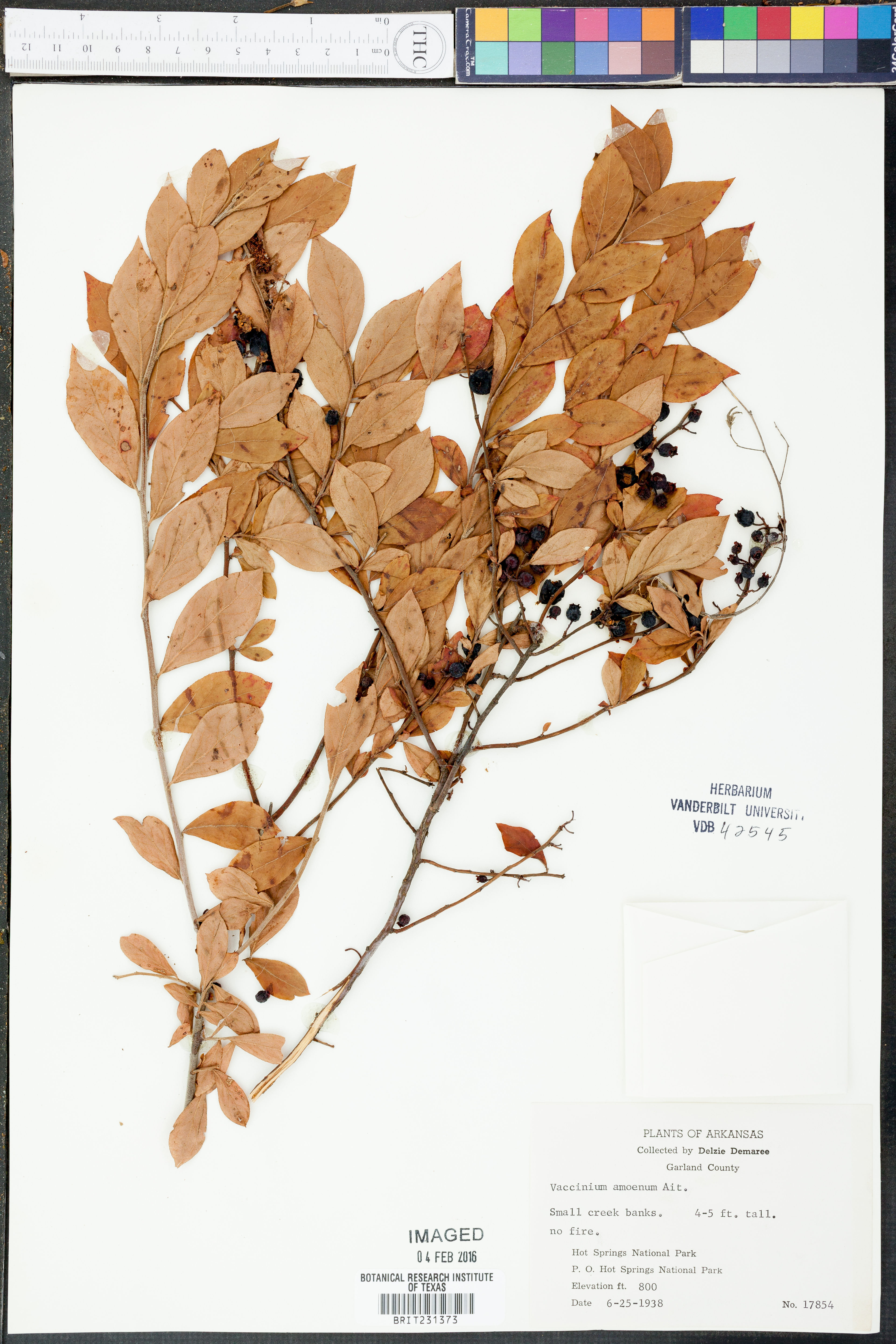 Vaccinium amoenum - 33