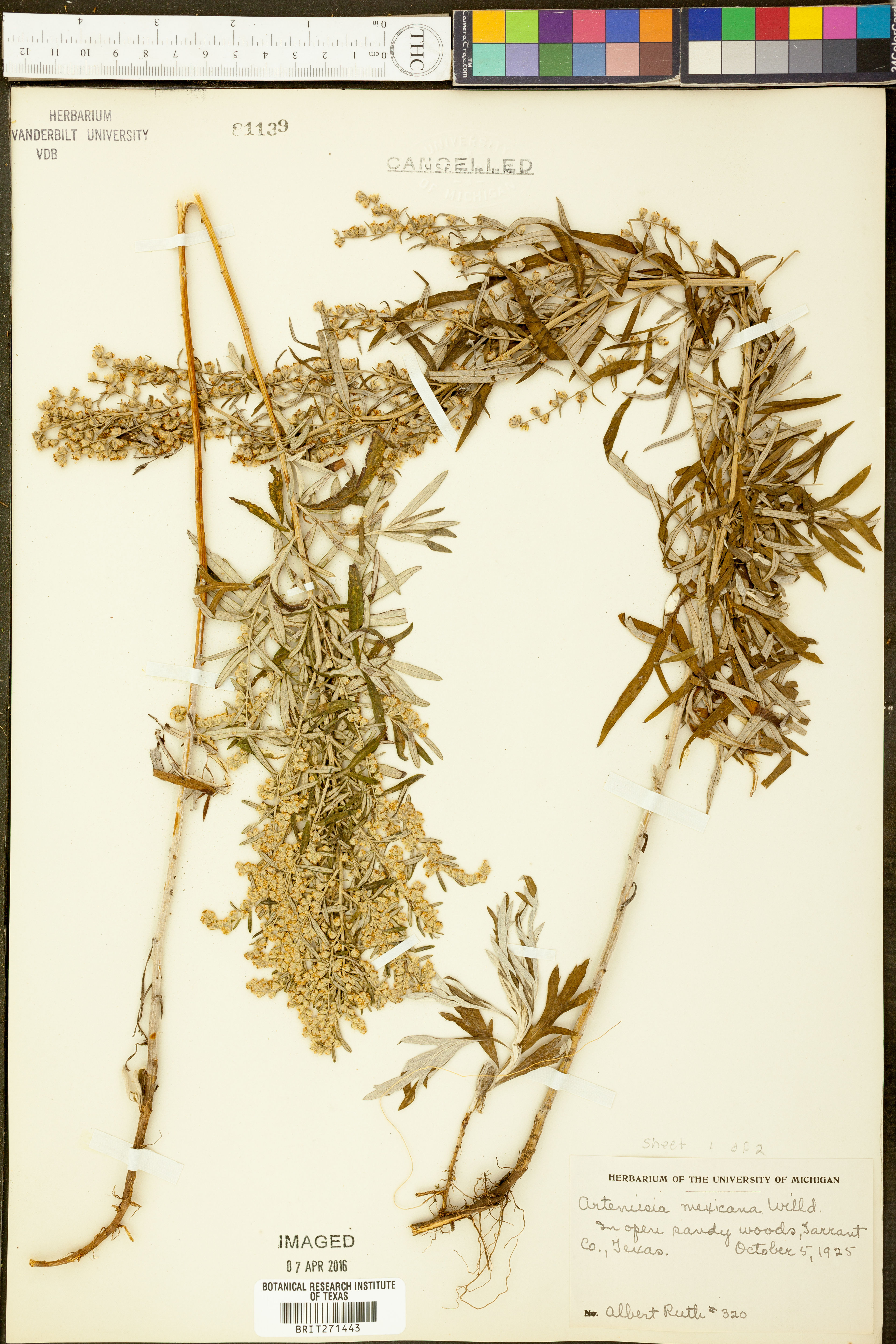 Artemisia mexicana - 4