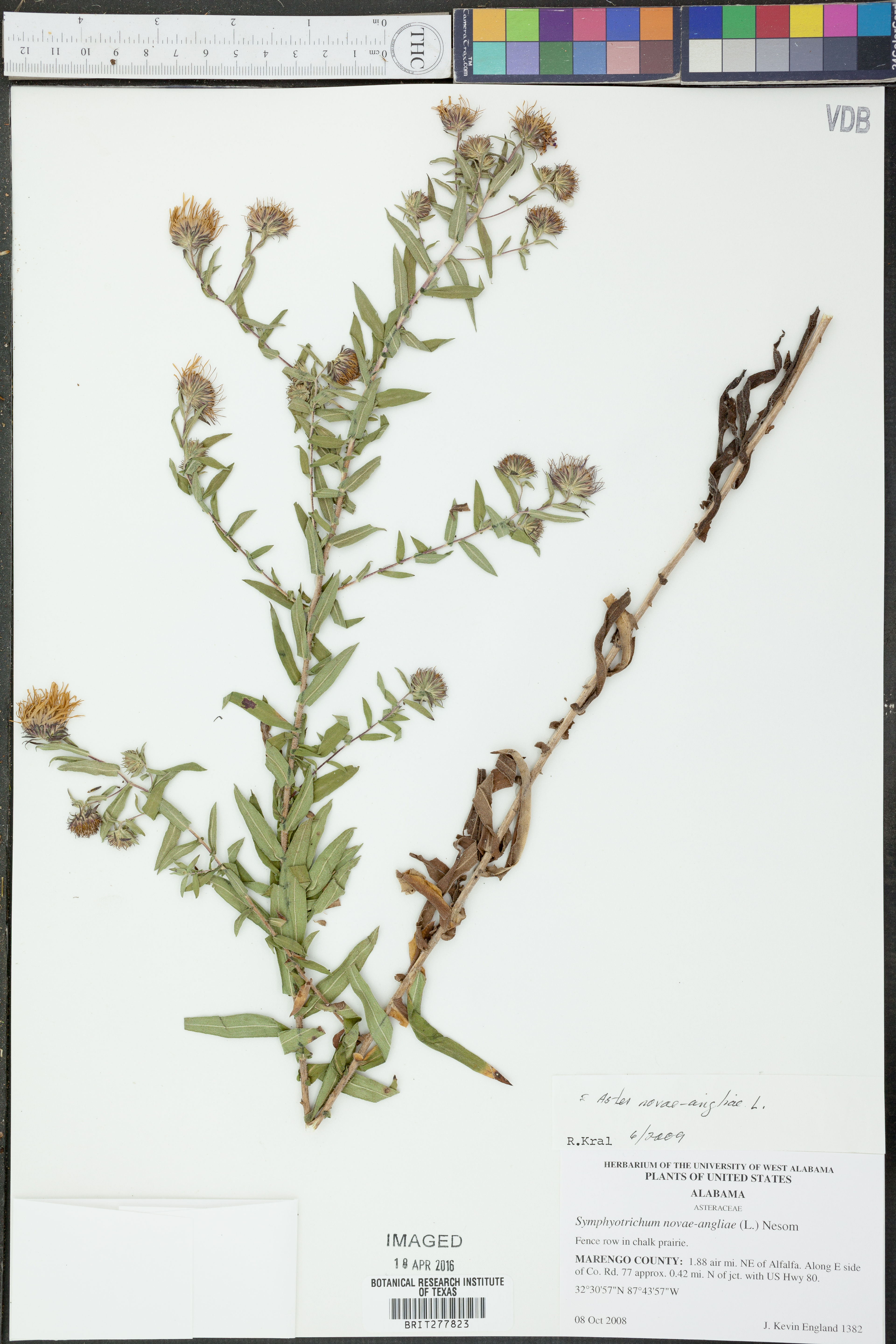 Aster novae-angliae - 51