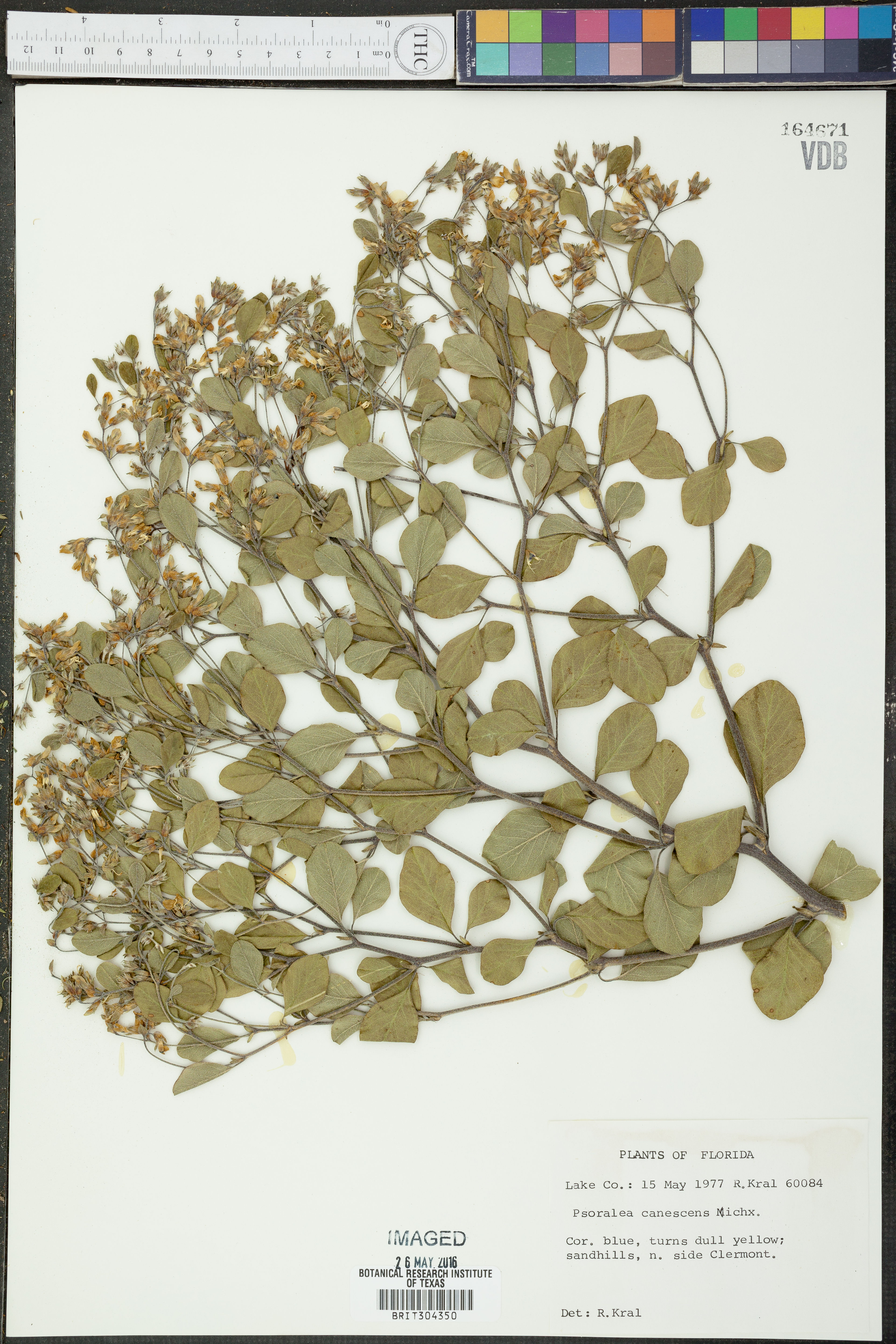 Psoralea canescens - 25