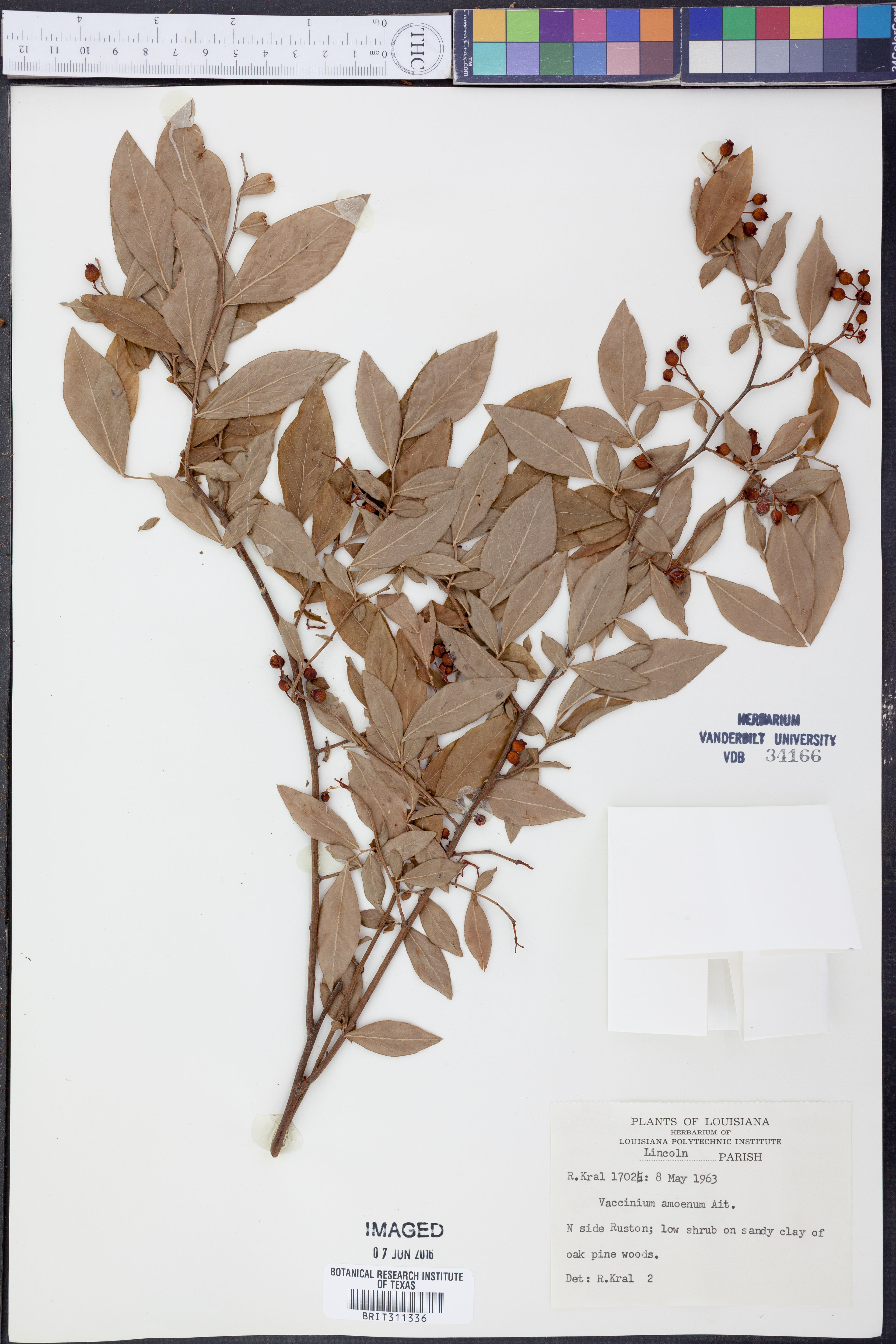 Vaccinium amoenum - 78