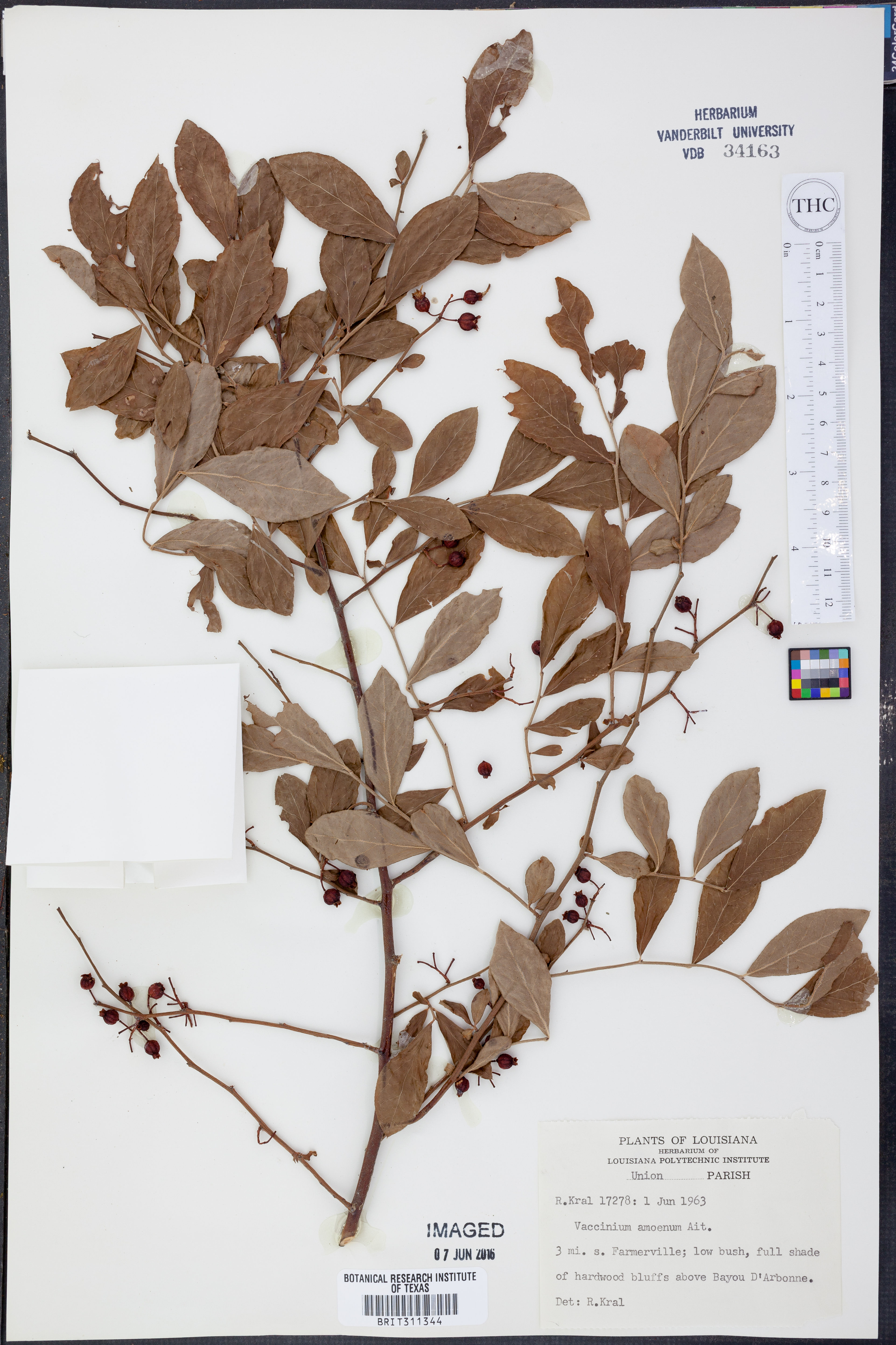 Vaccinium amoenum - 40