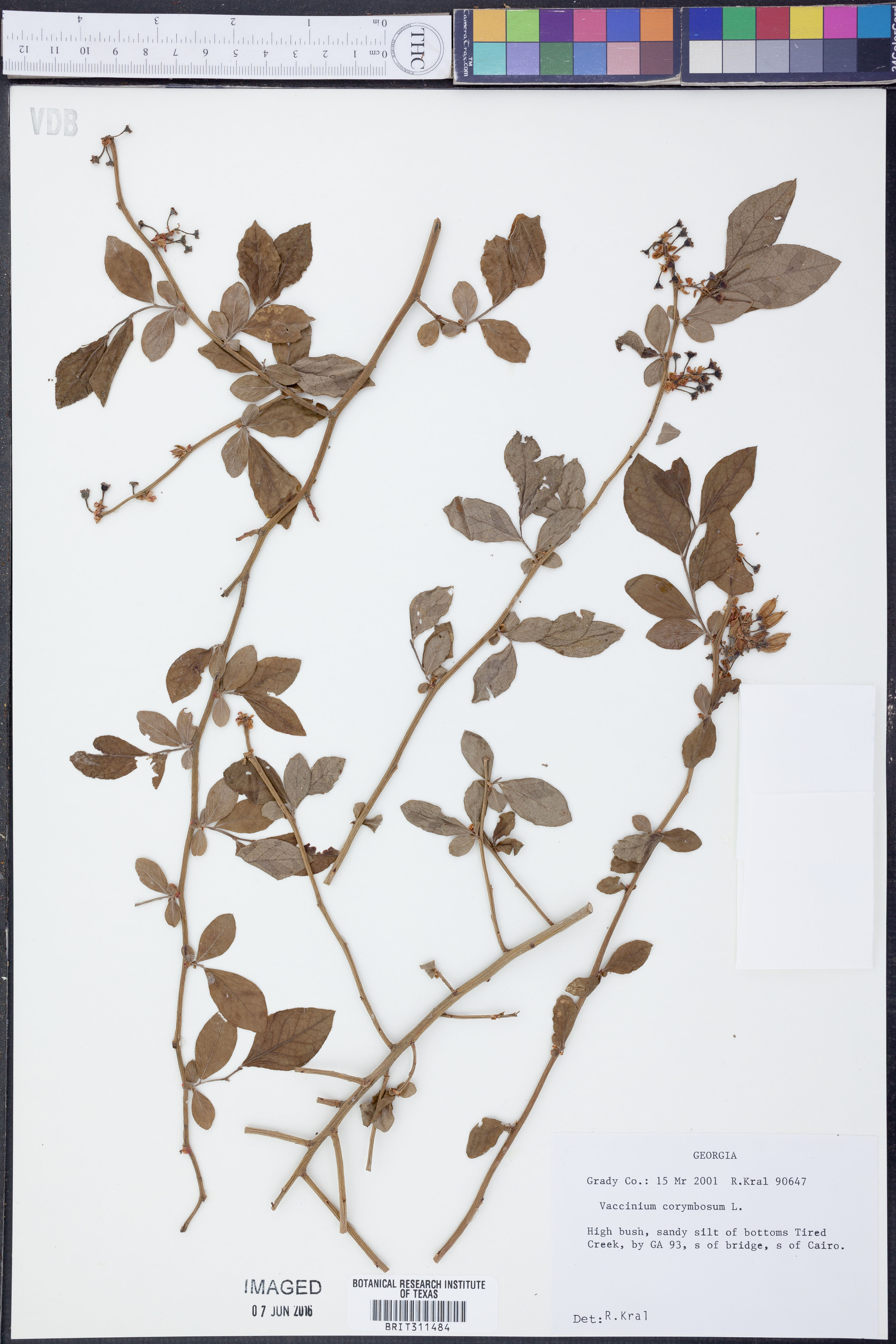 Vaccinium ashei - 98