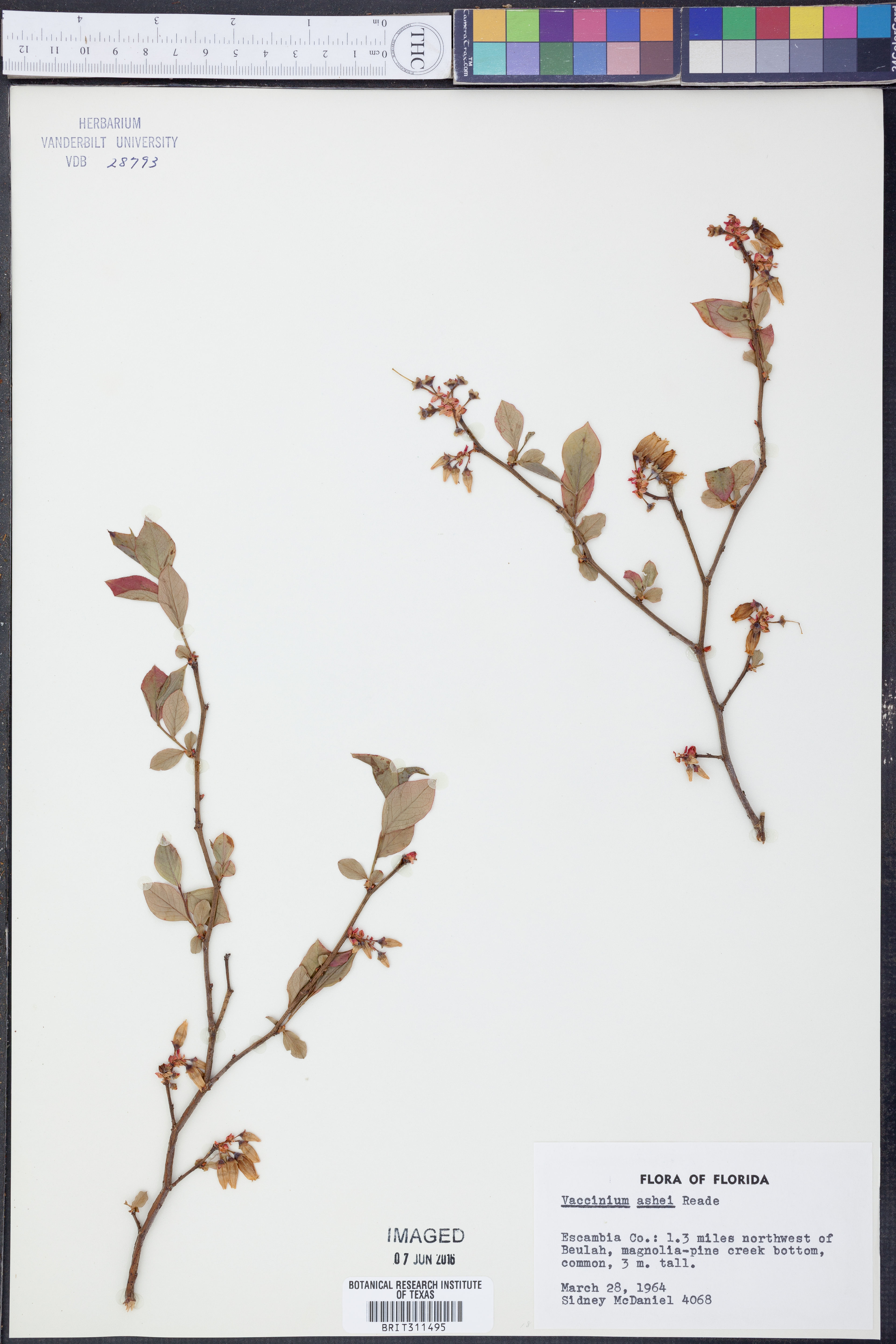 Vaccinium ashei - 74