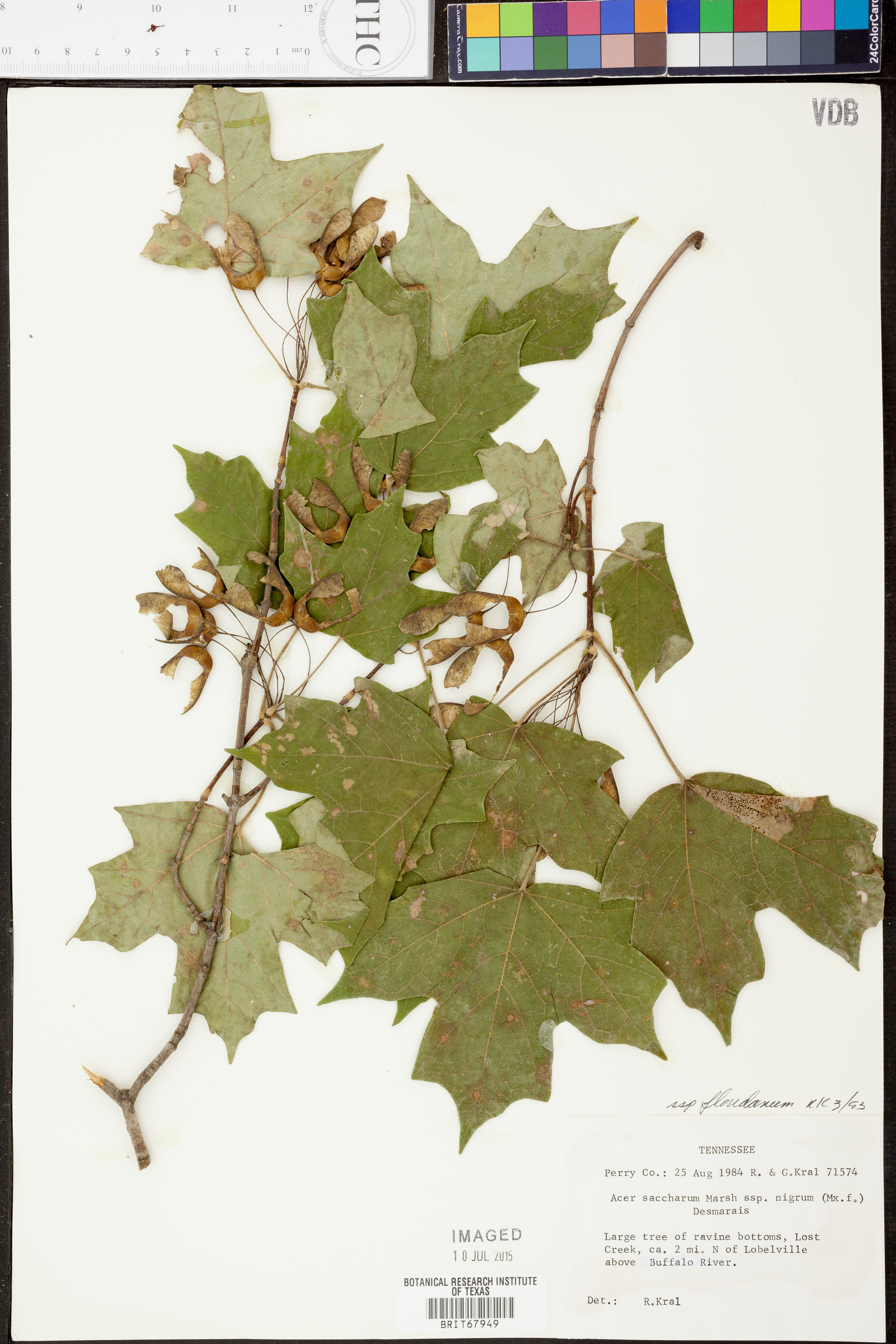 Acer saccharum nigrum - 40