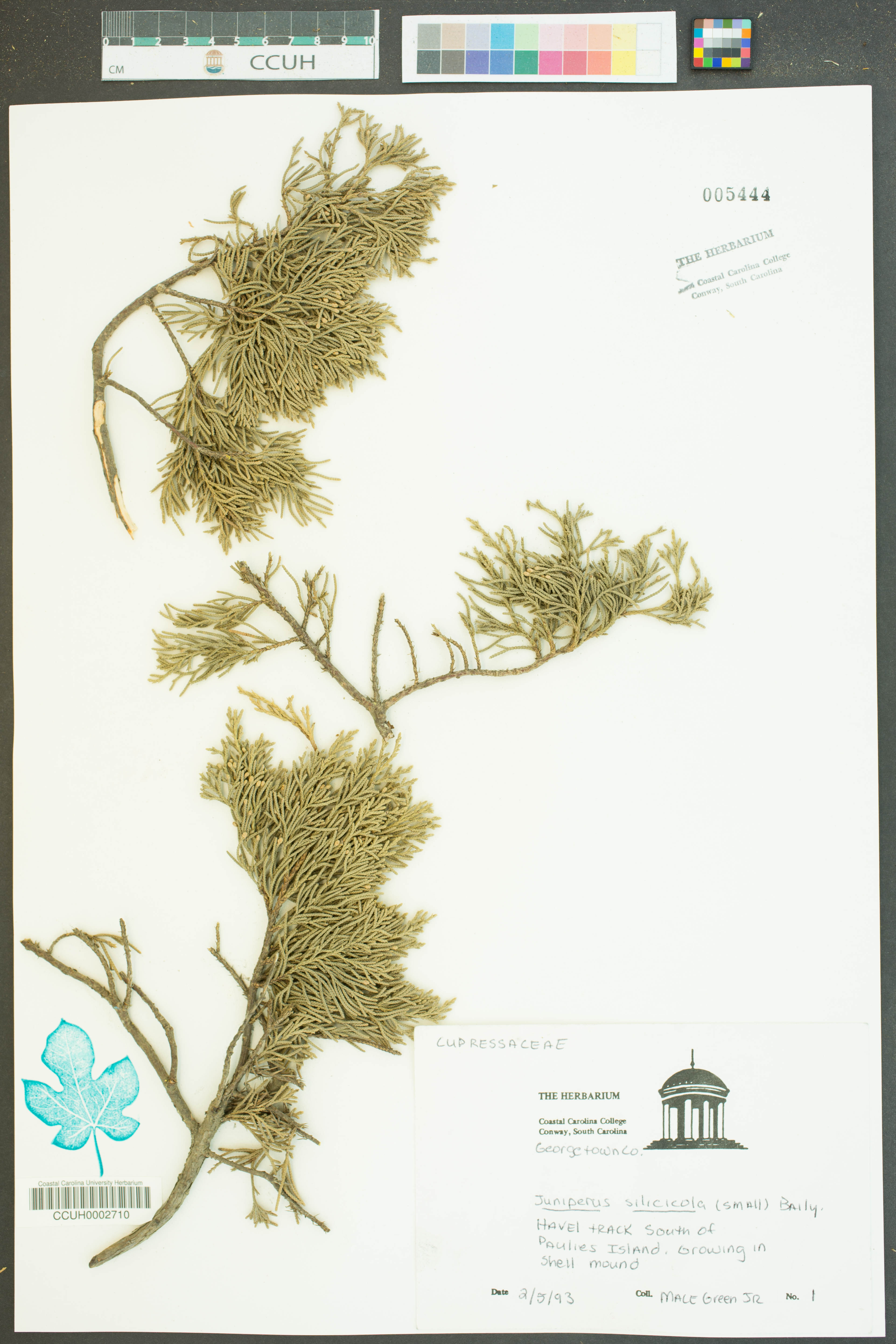 Juniperus silicicola - 53