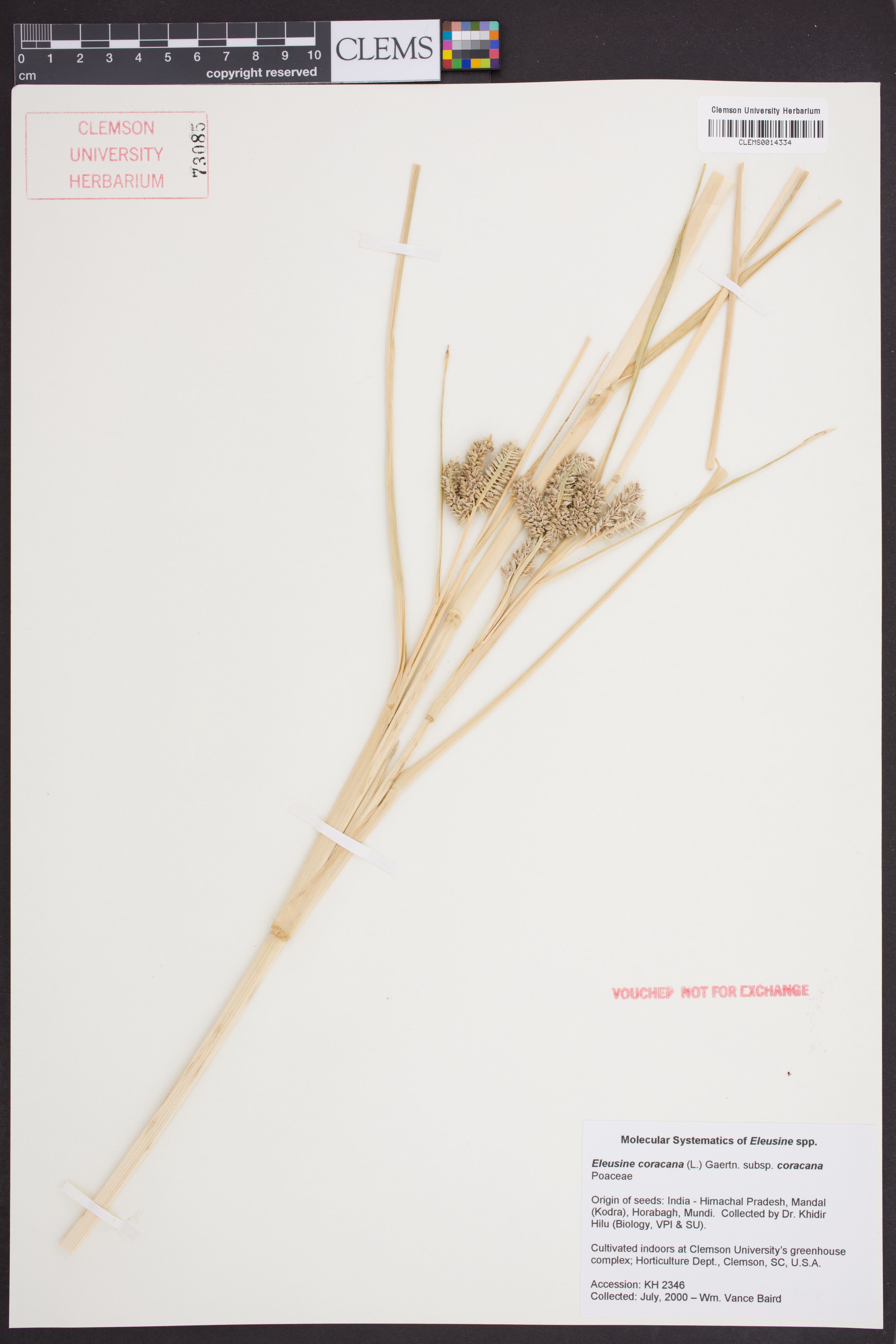 Eleusine coracana - 90