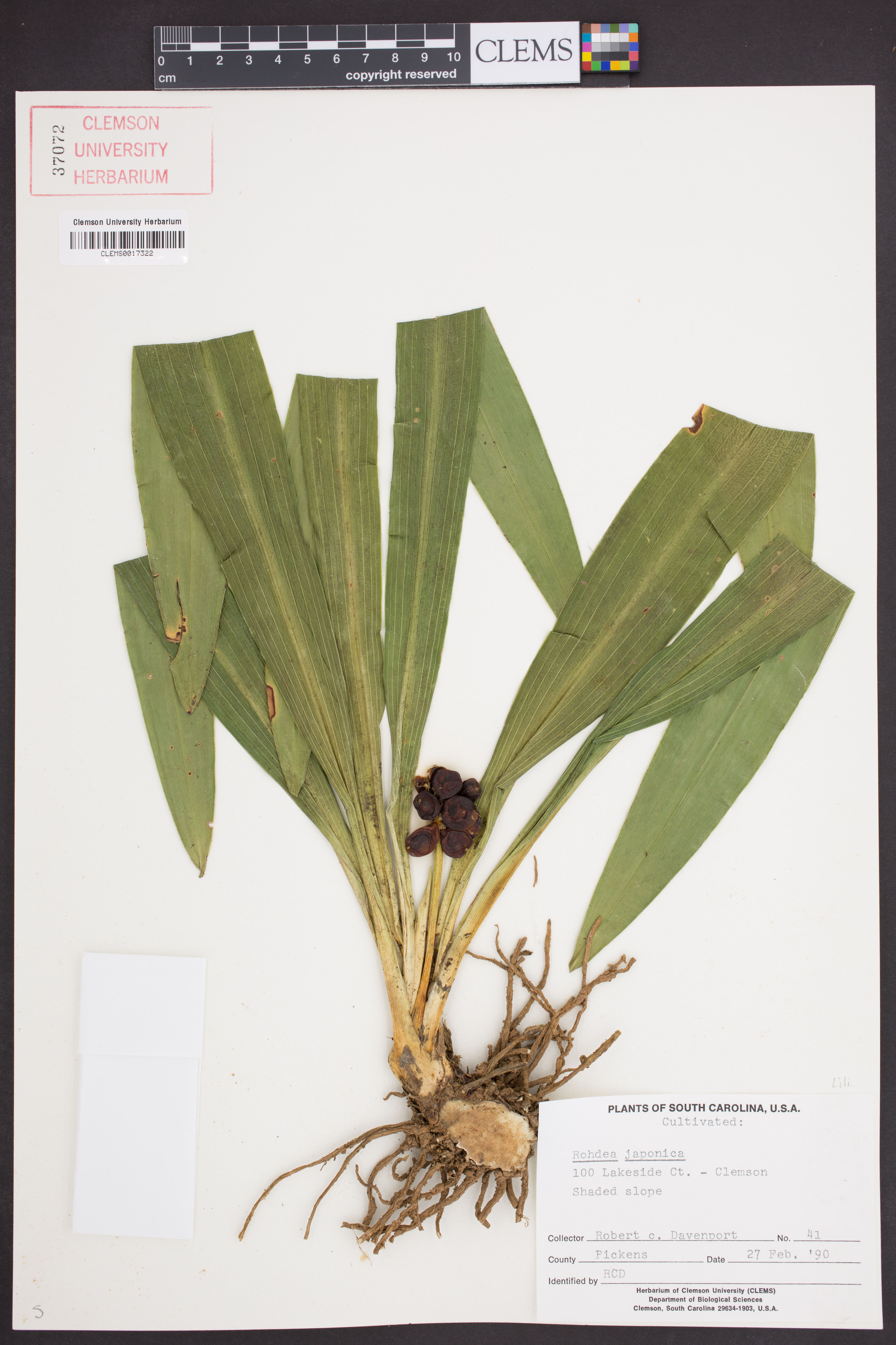 Rohdea japonica - 59