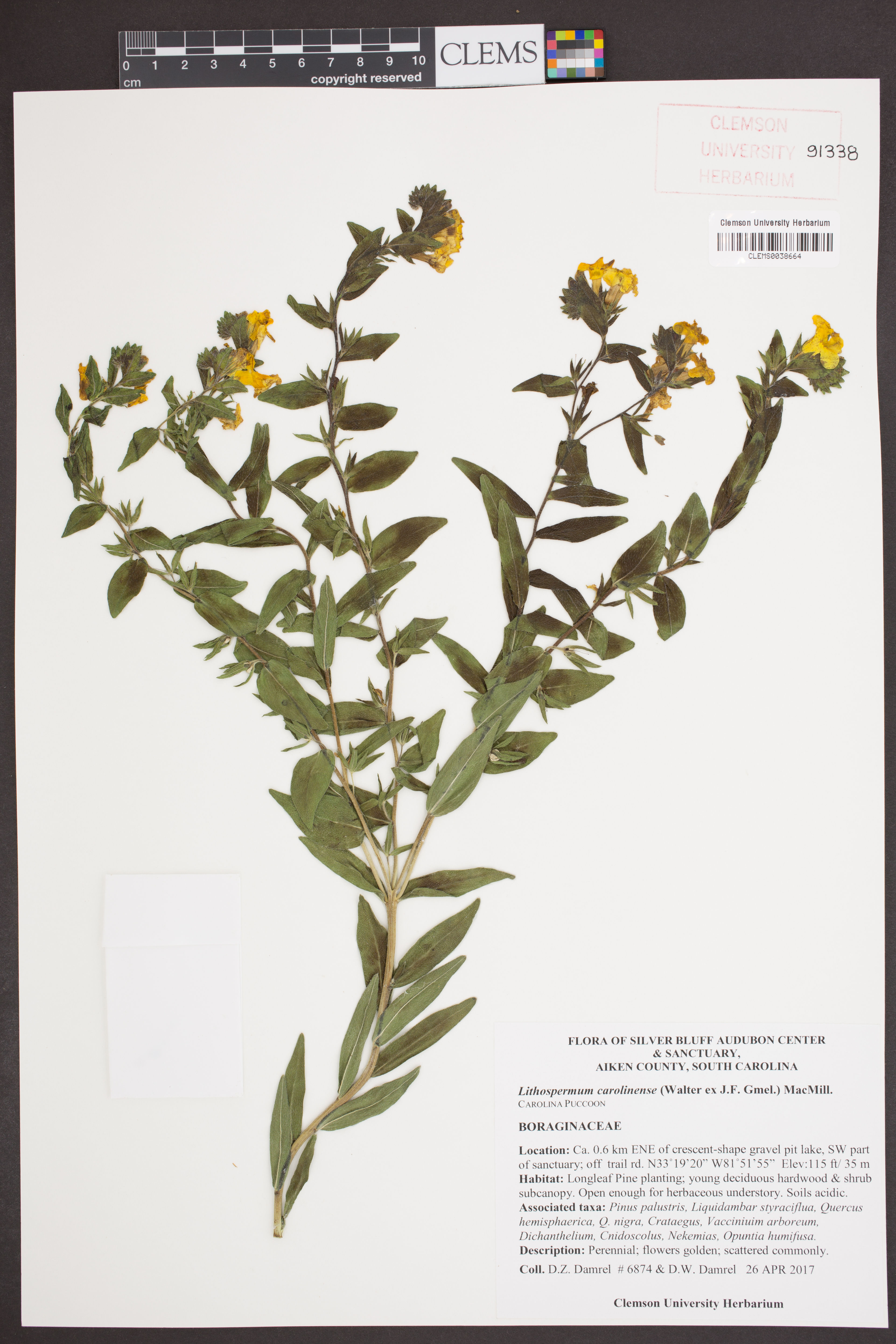 Lithospermum caroliniense - 132