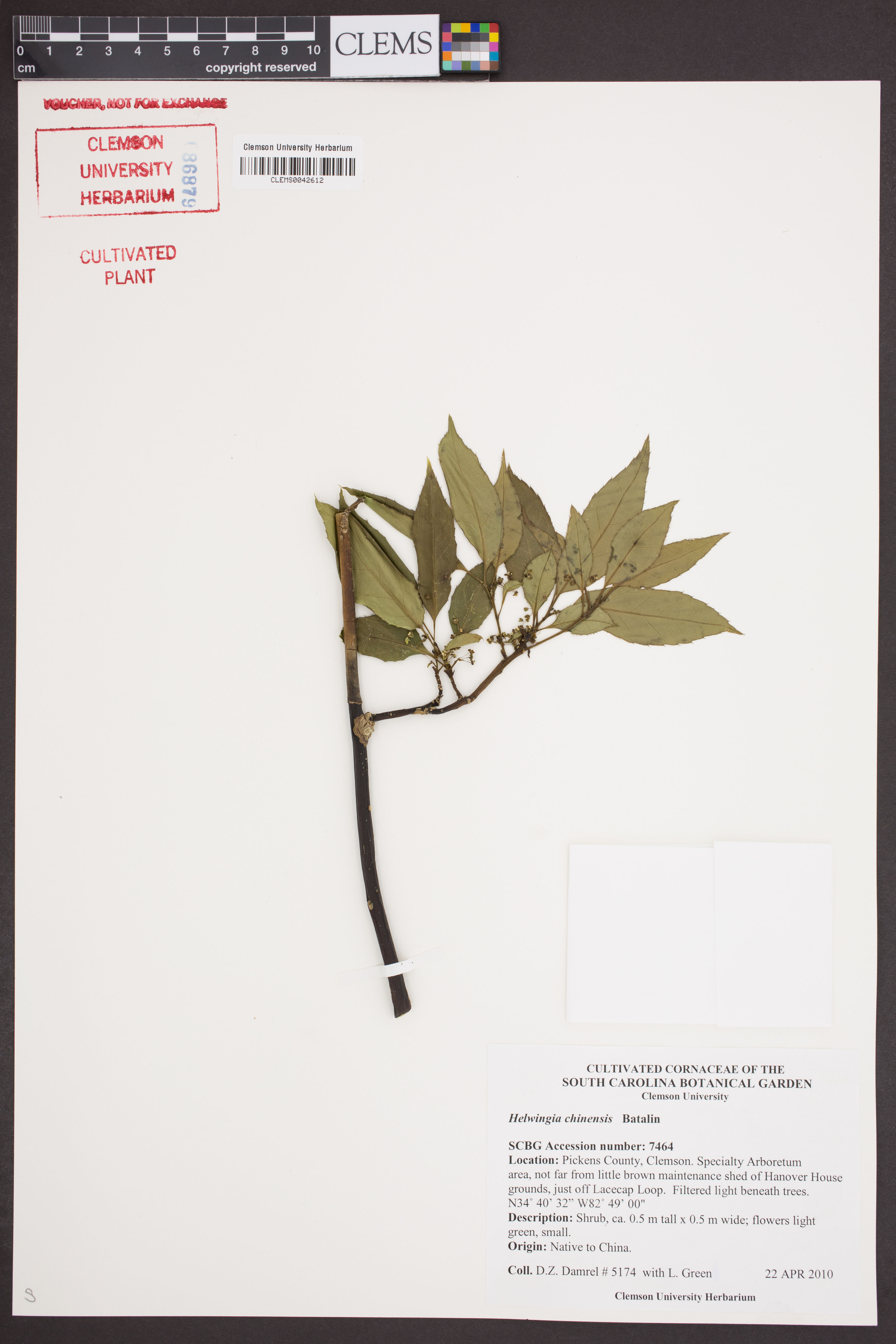 Helwingia chinensis - 2