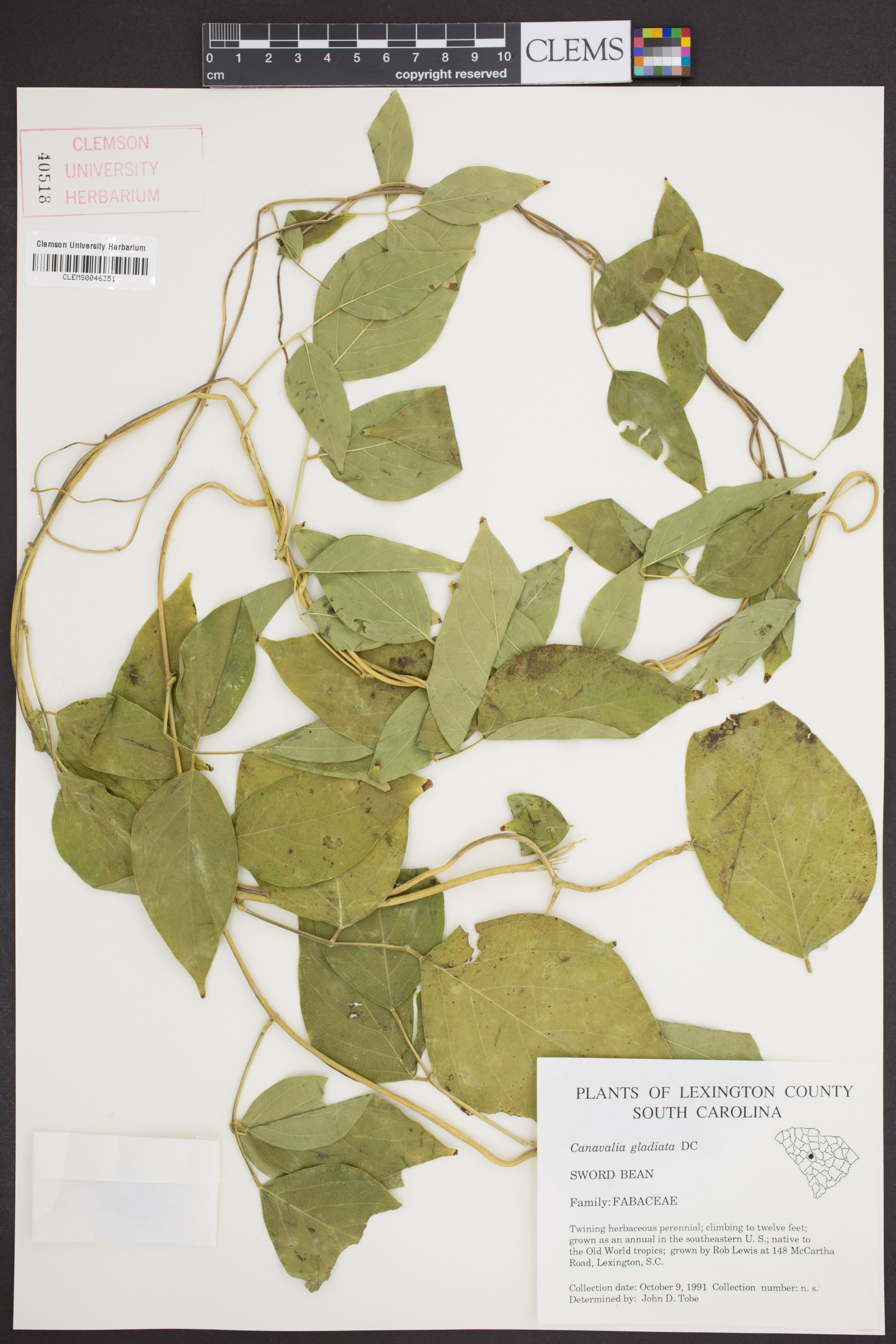 Canavalia gladiata - 92